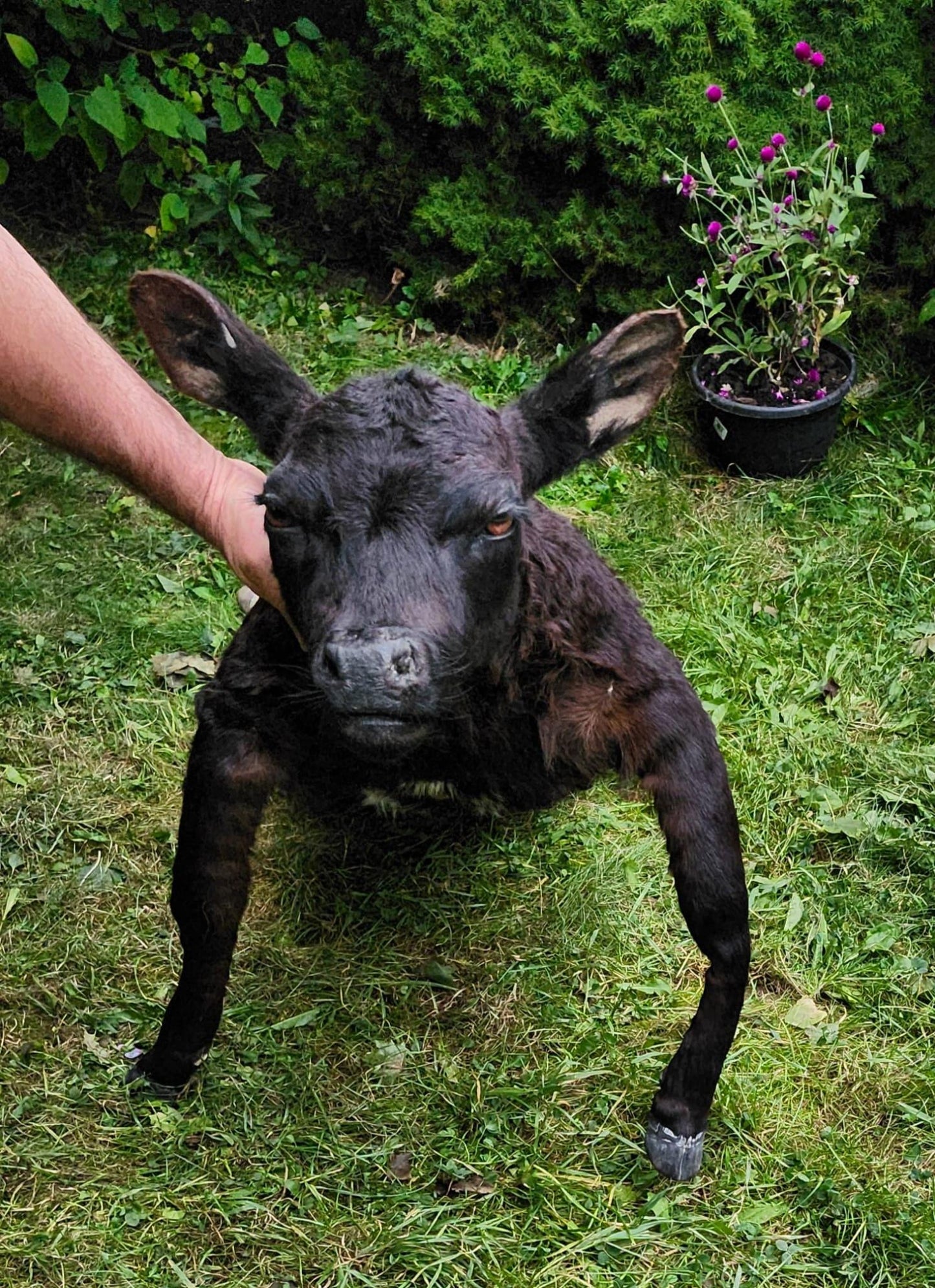 Soft mount black calf taxidermy