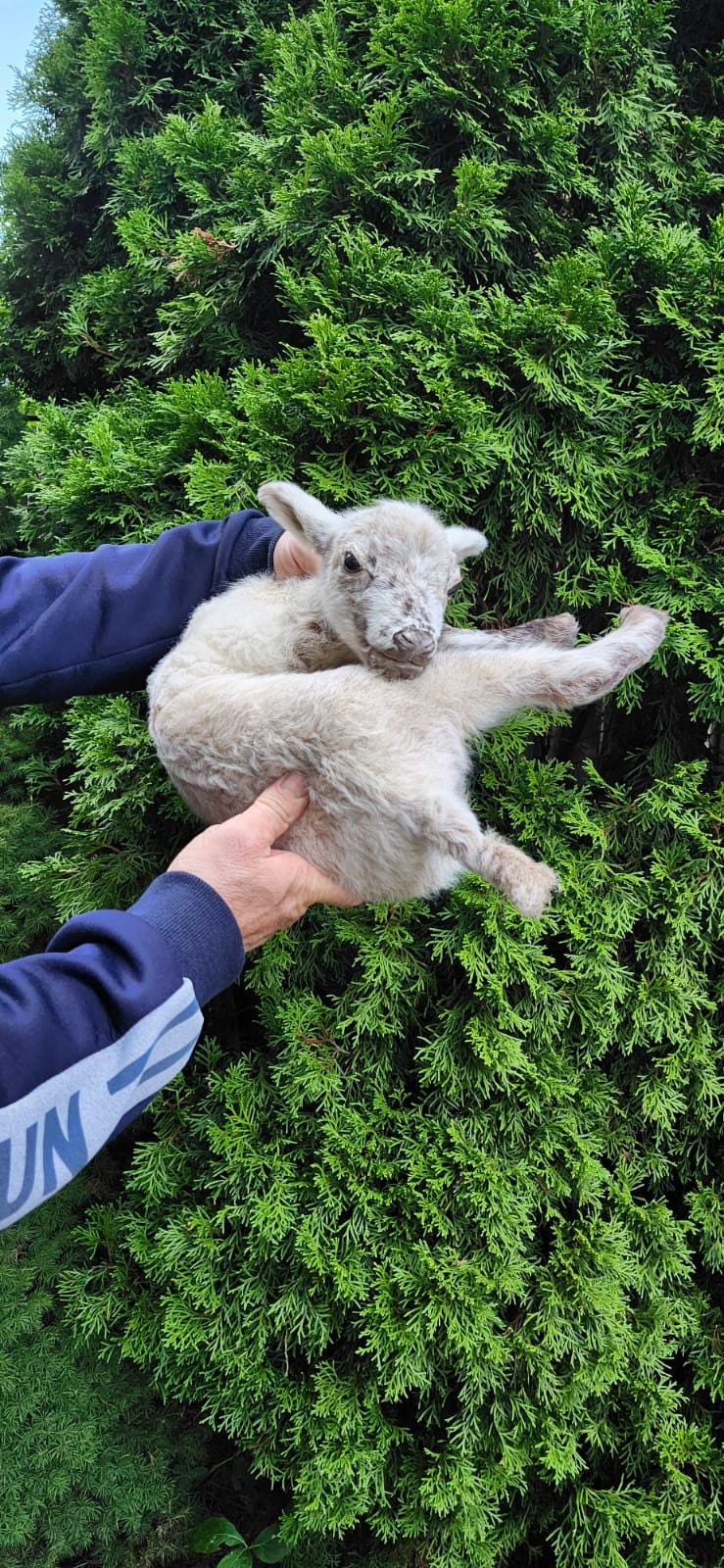 Soft mount baby lamb taxidermy, baby goat taxidermy, ram