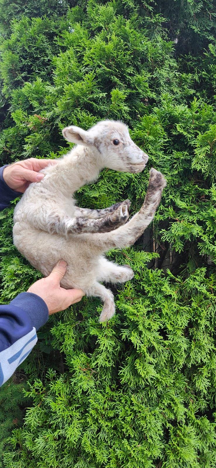 Soft mount baby lamb taxidermy, baby goat taxidermy, ram
