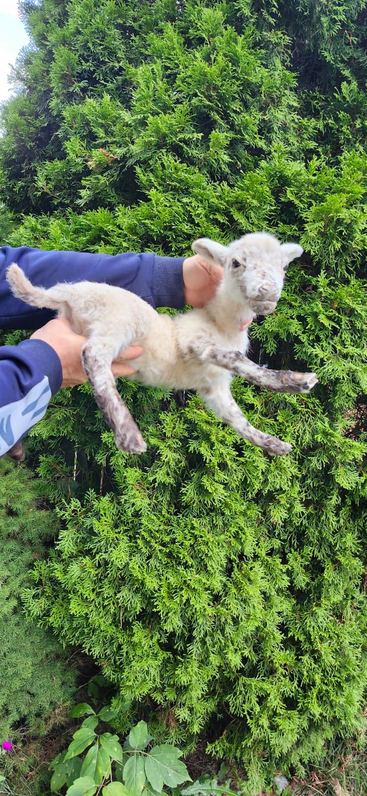 Soft mount baby lamb taxidermy, baby goat taxidermy, ram