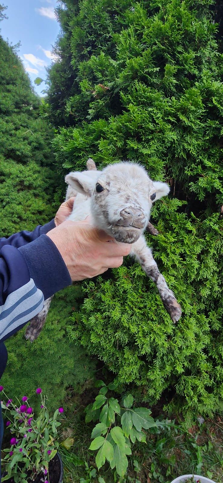 Soft mount baby lamb taxidermy, baby goat taxidermy, ram
