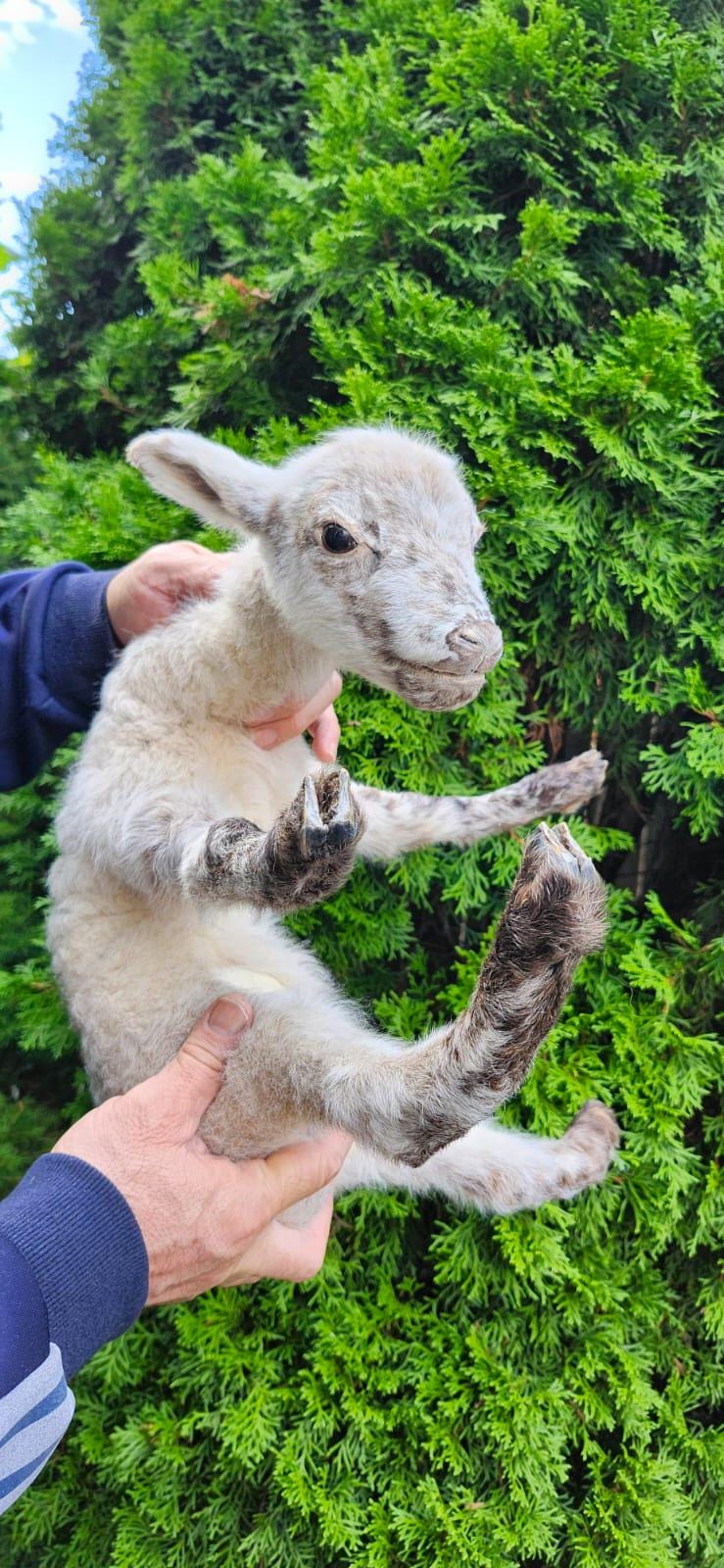 Soft mount baby lamb taxidermy, baby goat taxidermy, ram