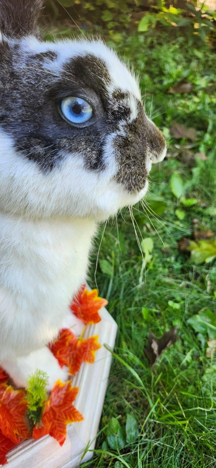 Very nice black and white rabbit taxidermy, standing bunny mount, jackalope