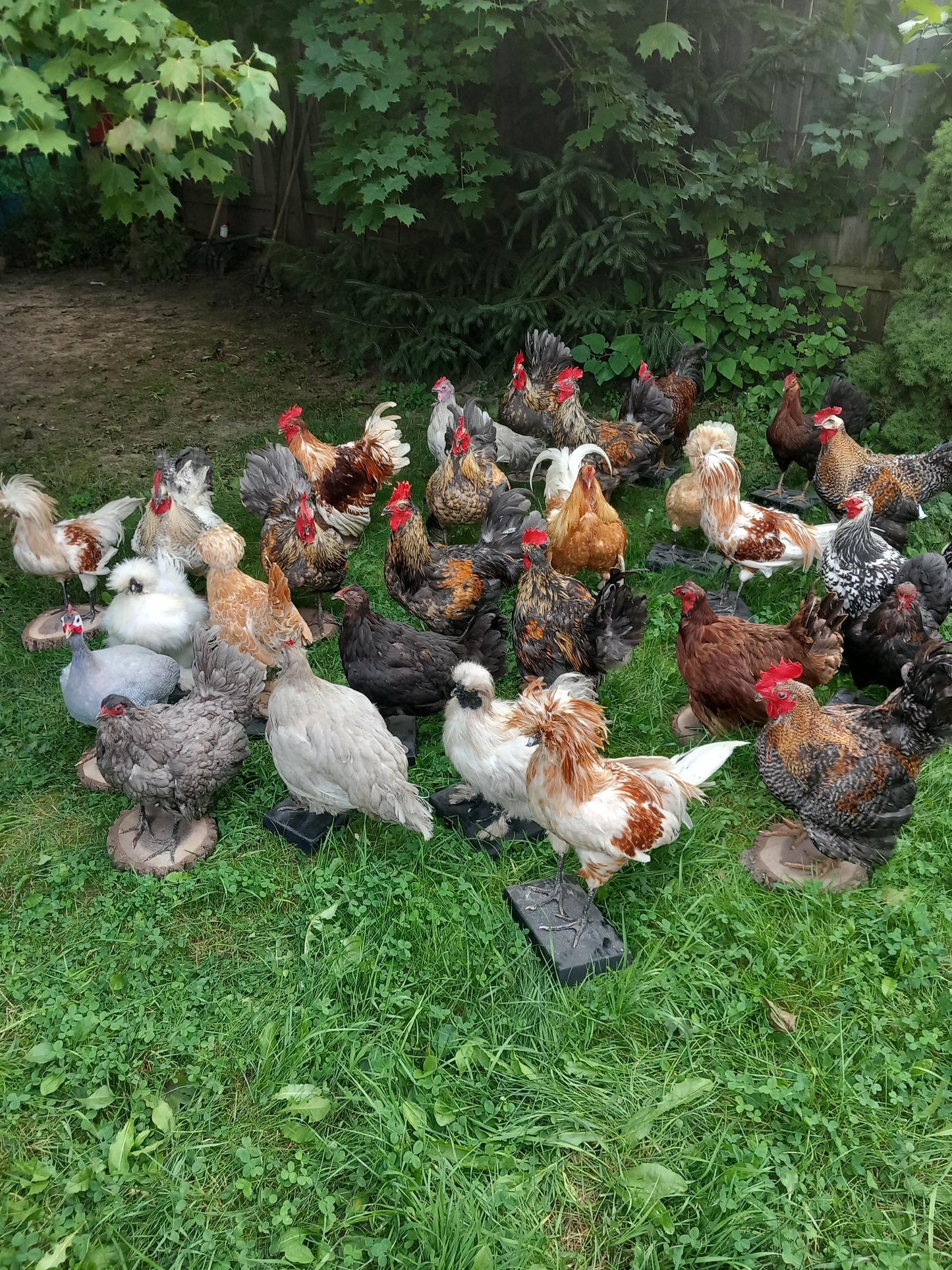 Chickens and roosters taxidermy