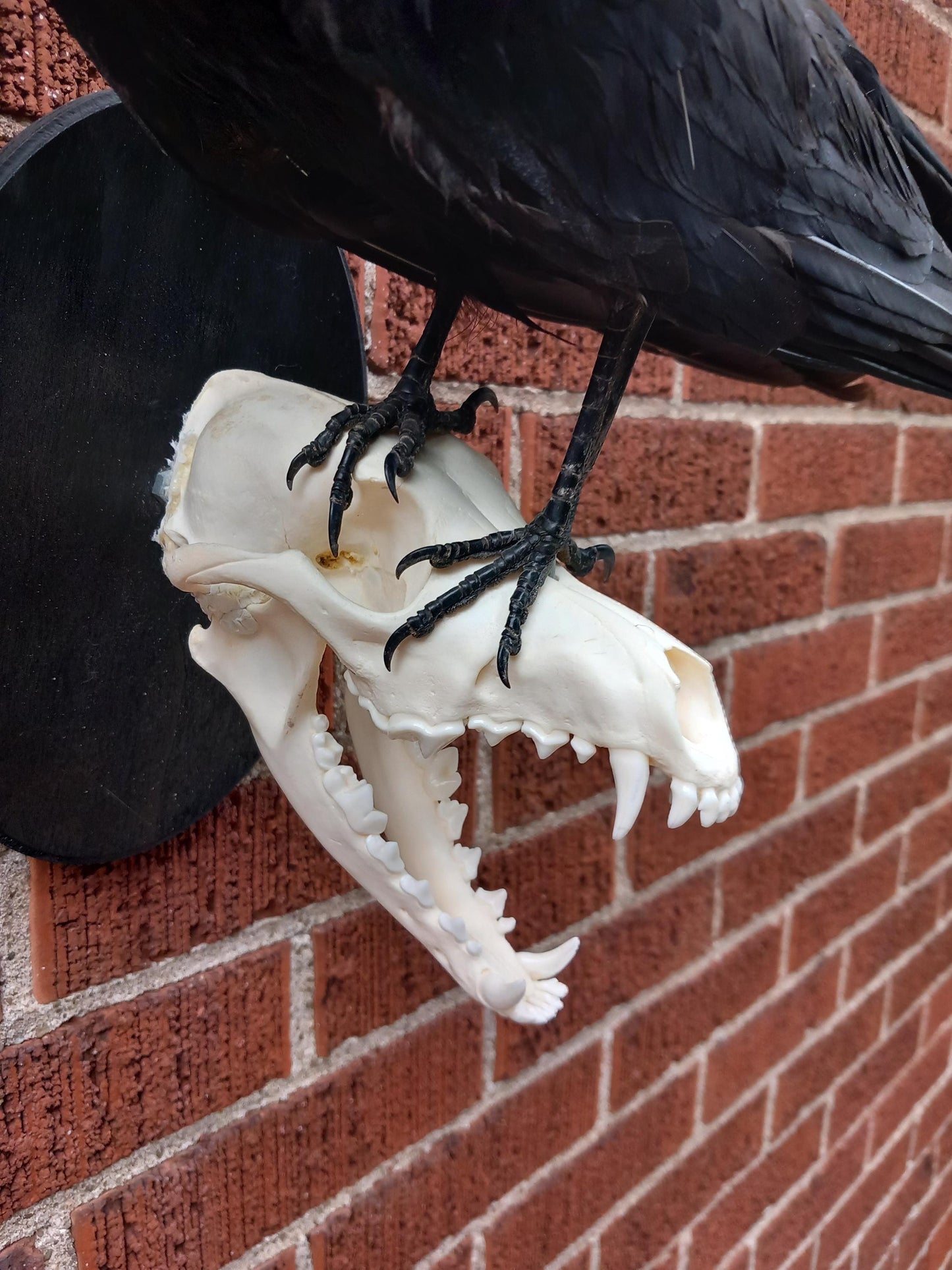 Standing wall mounted crow taxidermy on a very nice and clean coyote skull