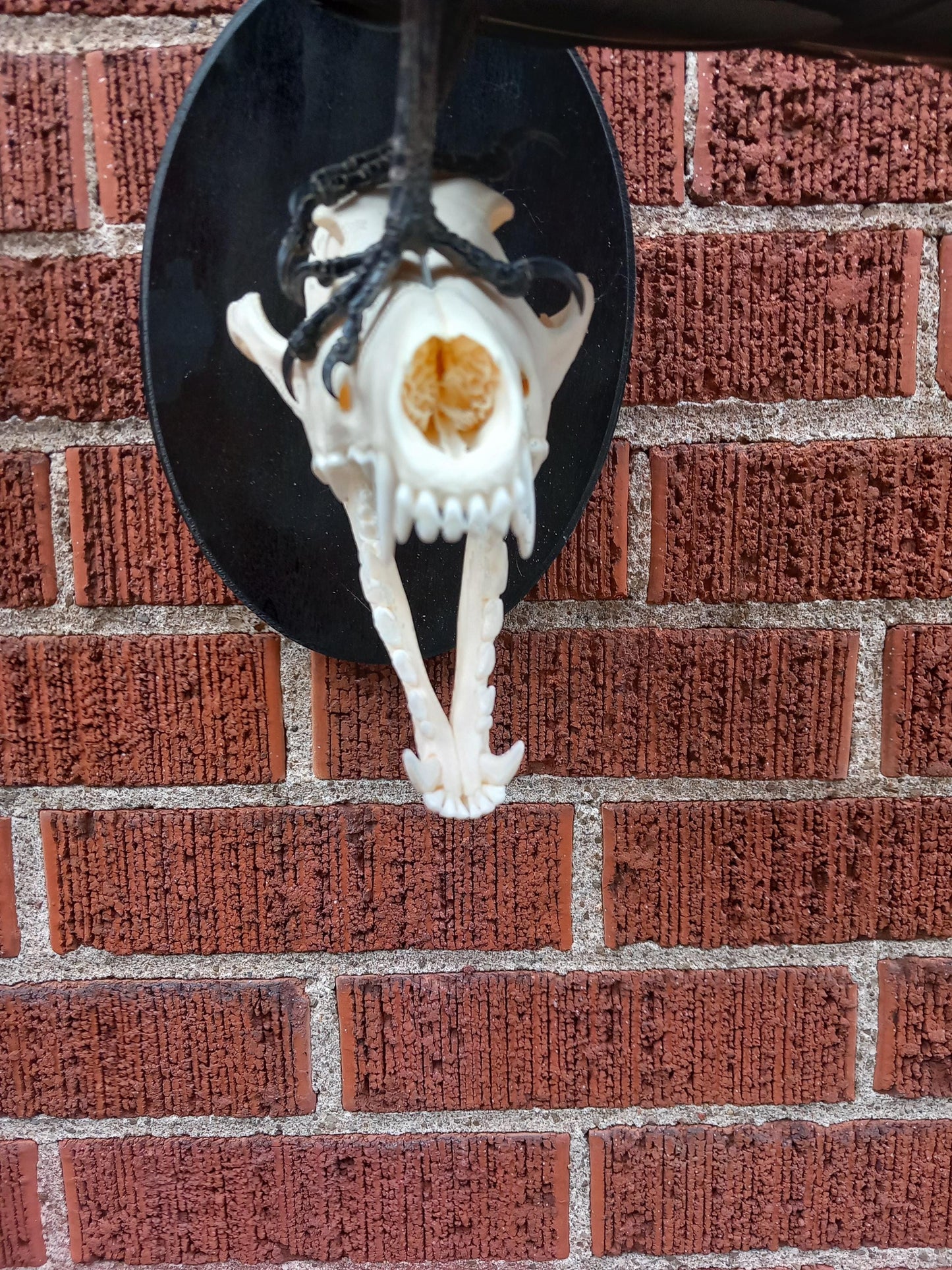 Standing wall mounted crow taxidermy on a very nice and clean coyote skull