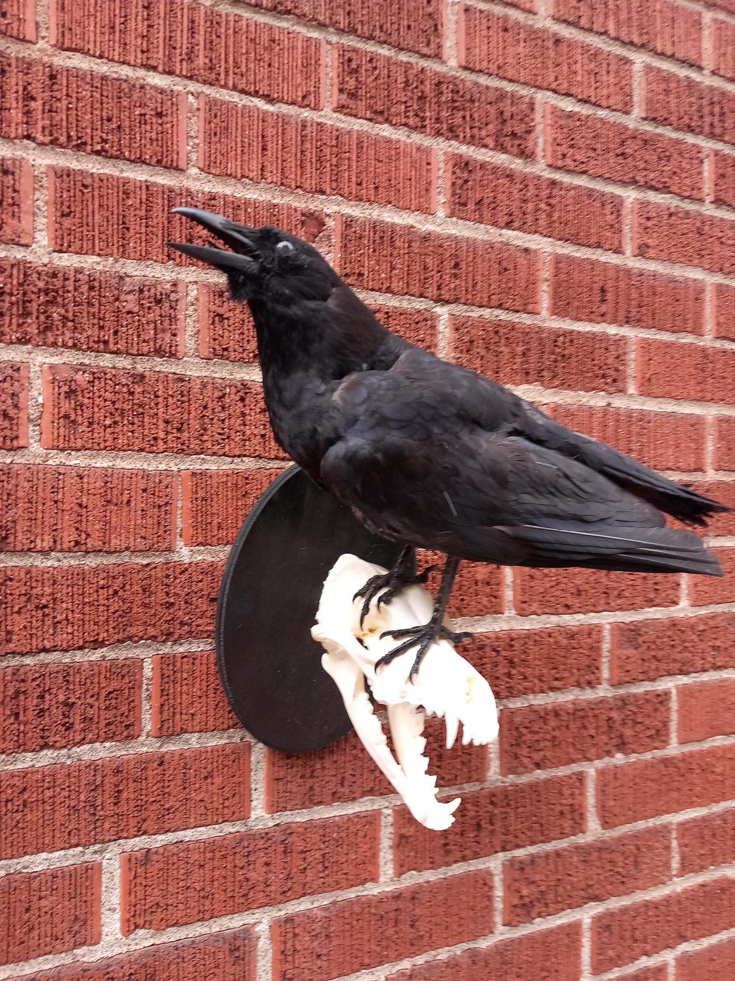 Standing wall mounted crow taxidermy on a very nice and clean coyote skull
