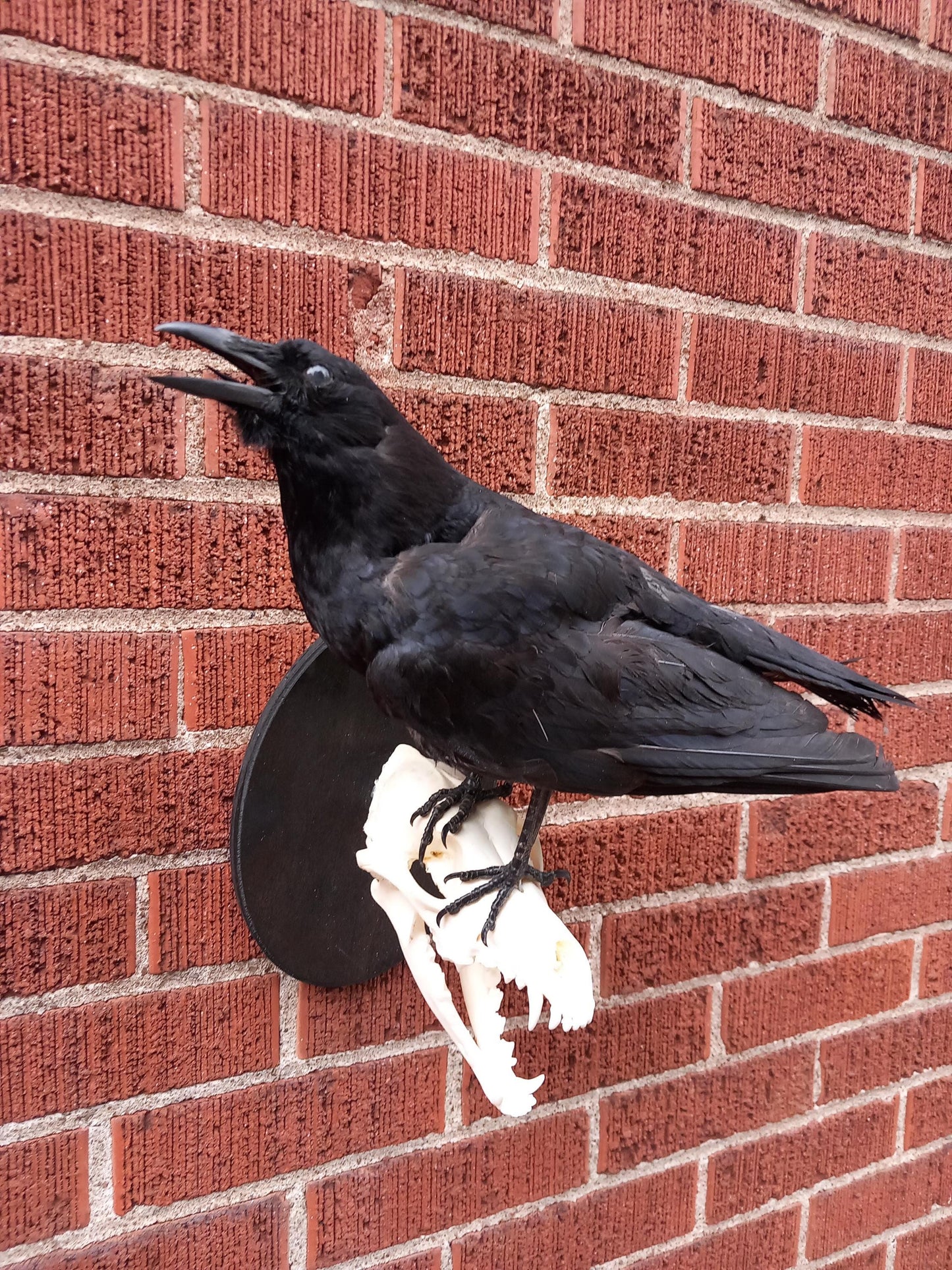 Standing wall mounted crow taxidermy on a very nice and clean coyote skull