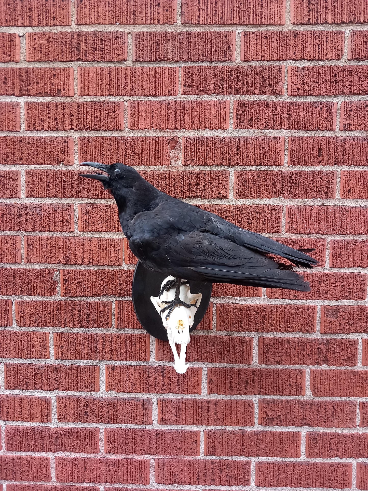 Standing wall mounted crow taxidermy on a very nice and clean coyote skull