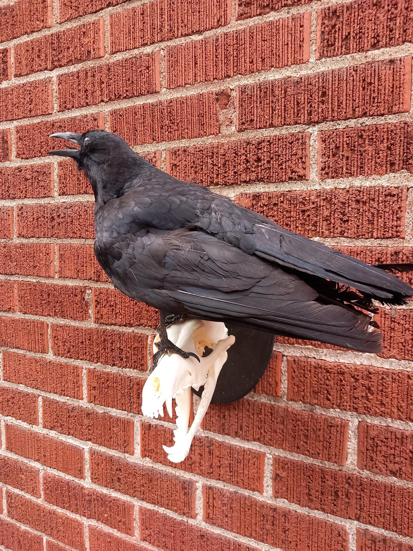 Standing wall mounted crow taxidermy on a very nice and clean coyote skull