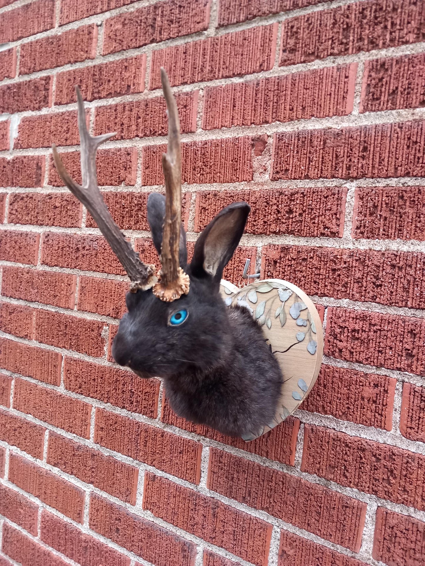 Black shoulder mount jackalope taxidermy with real roe deer skull, Rabbit Taxidermy, bunny wall mounted