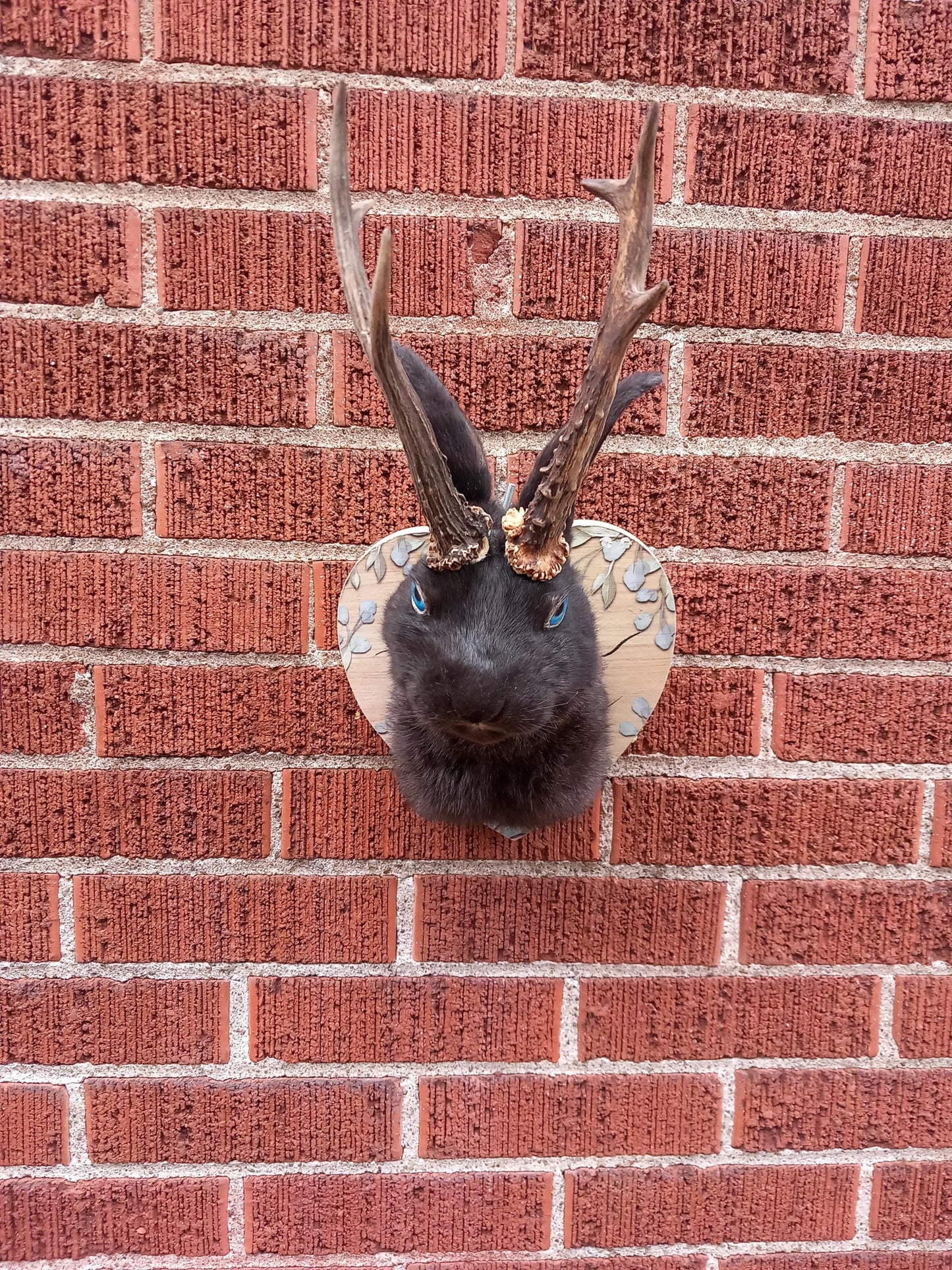 Black shoulder mount jackalope taxidermy with real roe deer skull, Rabbit Taxidermy, bunny wall mounted