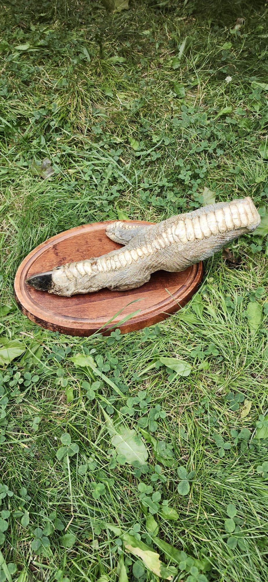 Huge ostrich foot taxidermy mounted on oval wooden base