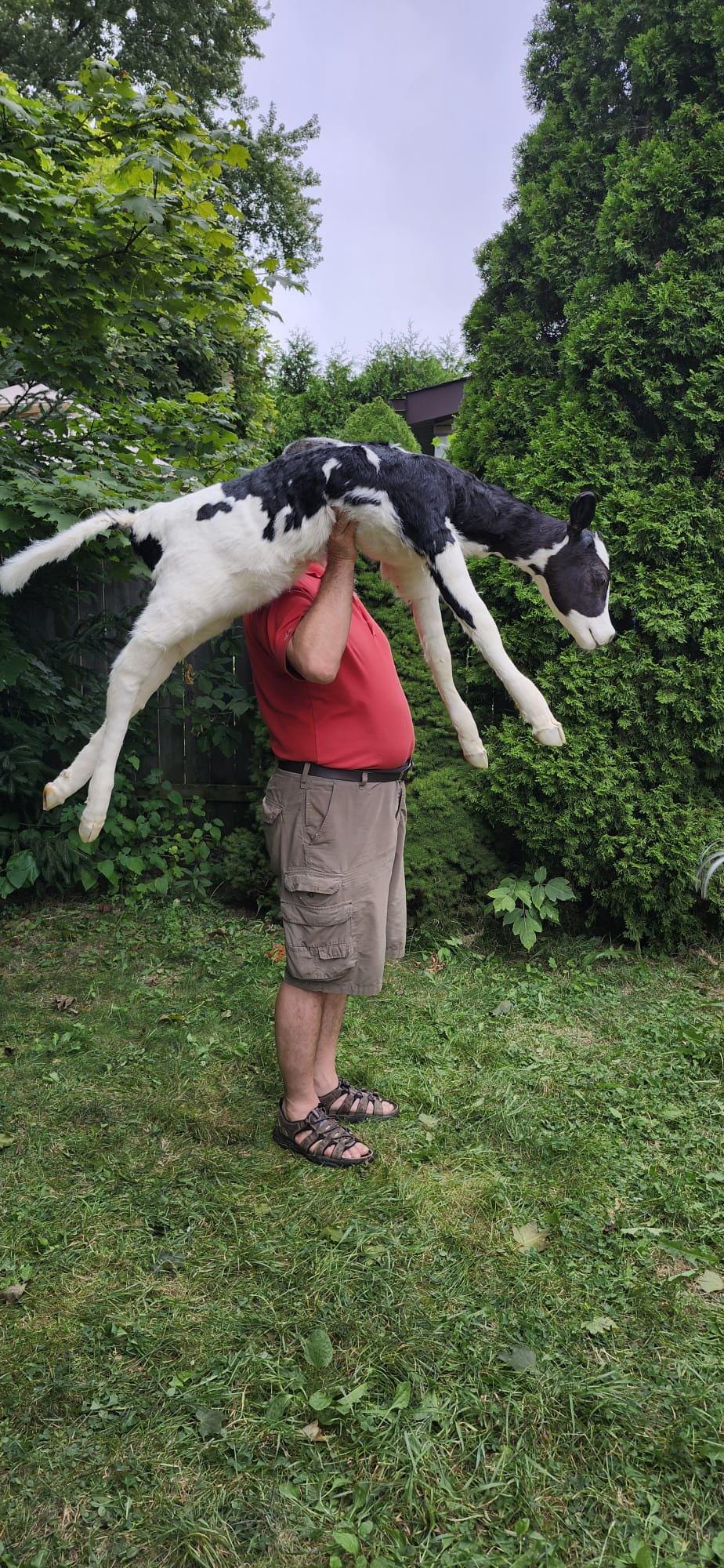 High quality soft mount black and white calf taxidermy