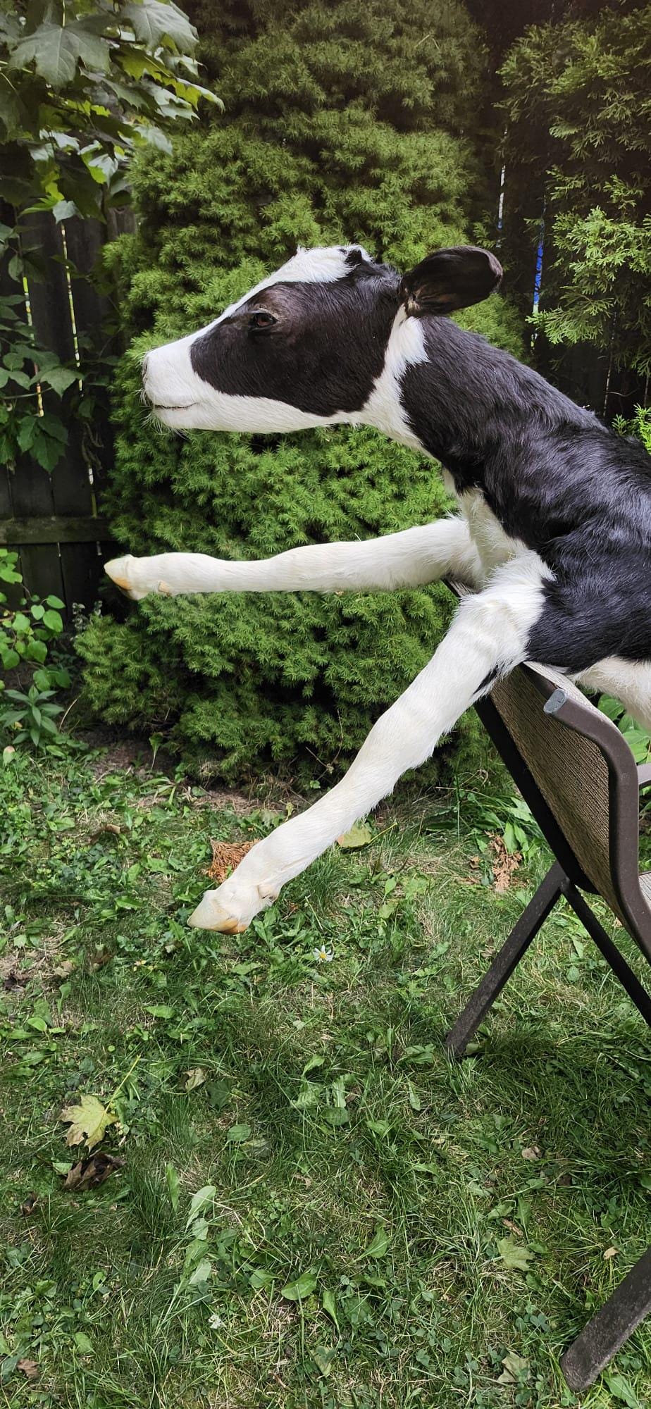 High quality soft mount black and white calf taxidermy