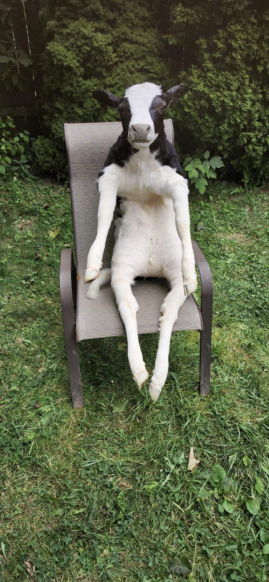 High quality soft mount black and white calf taxidermy