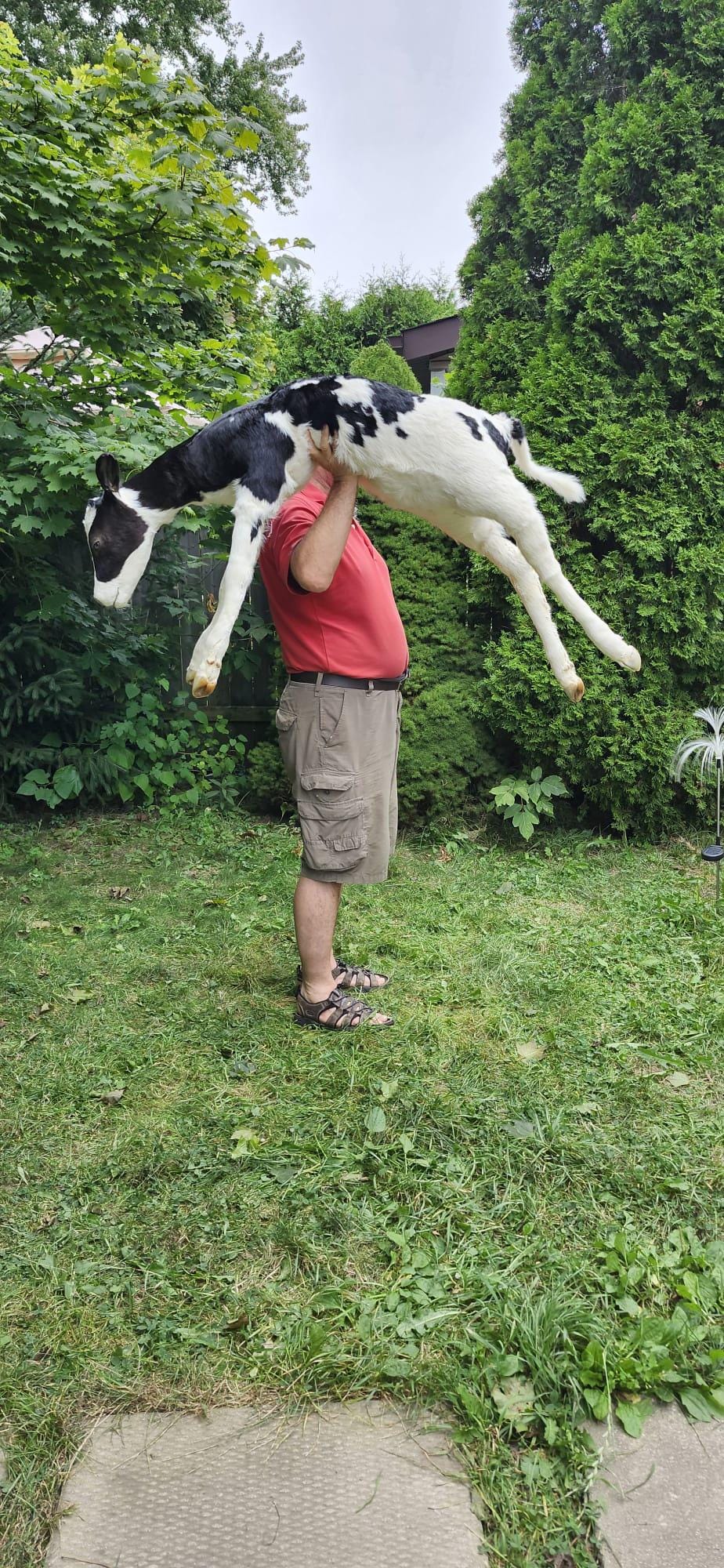 High quality soft mount black and white calf taxidermy