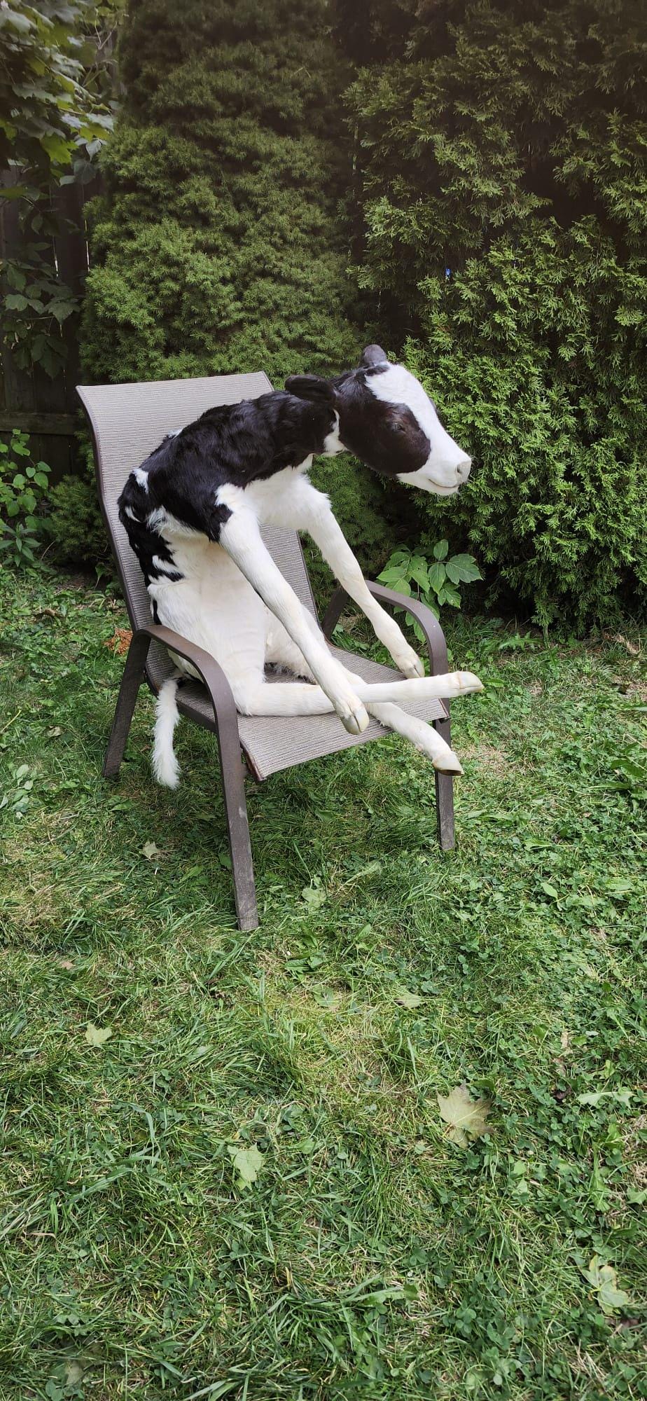 High quality soft mount black and white calf taxidermy