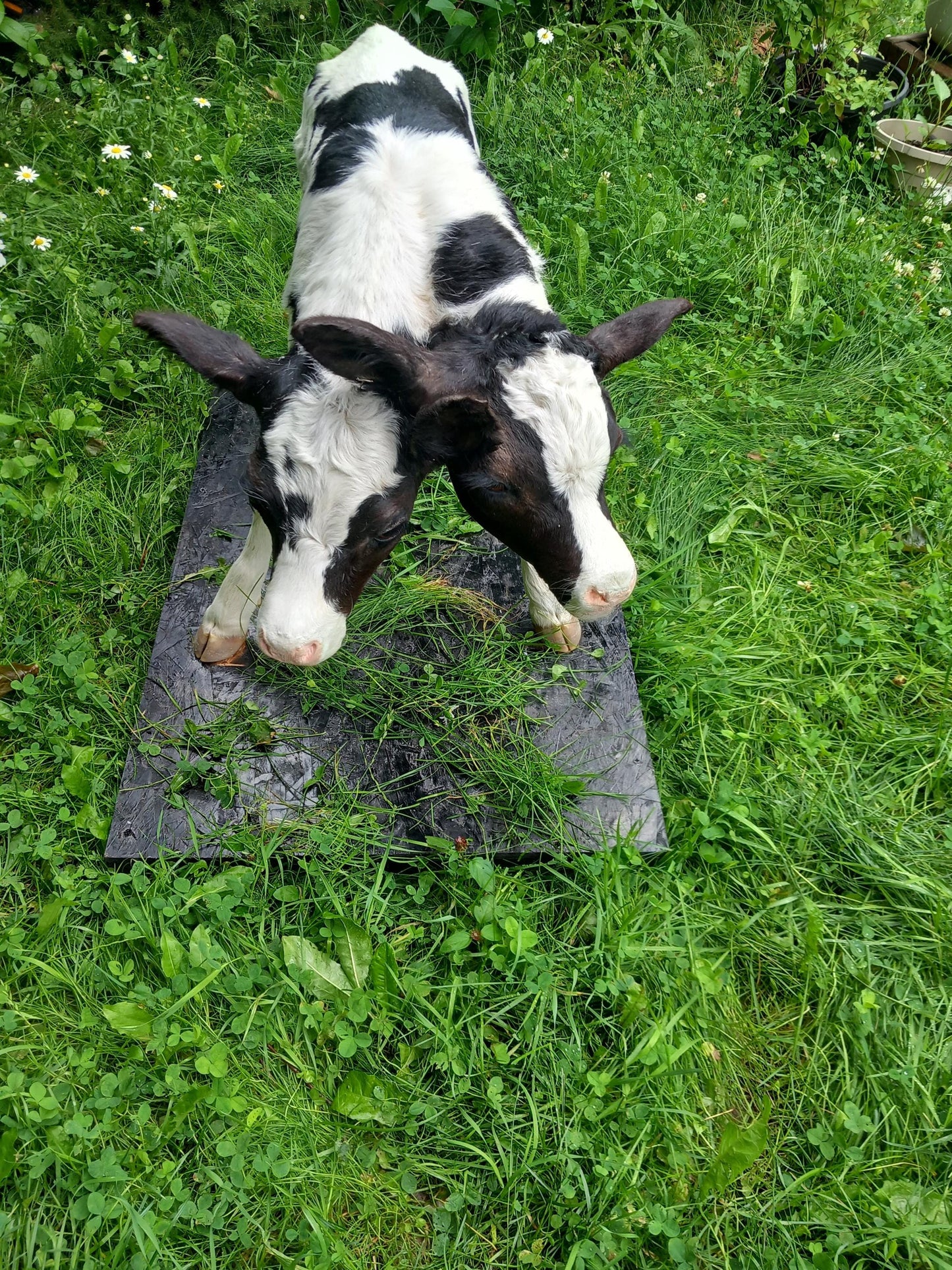 Two headed life-size full body calf taxidermy, two headed sewed together