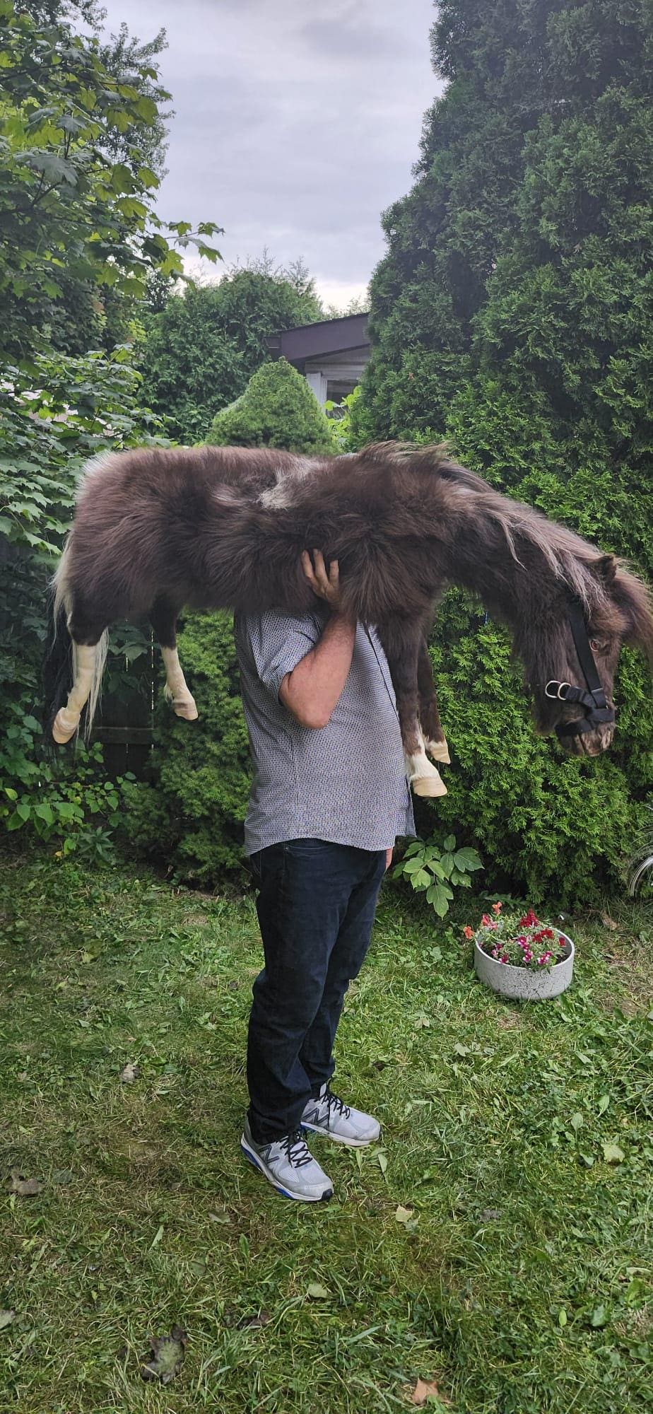 Soft mount pony taxidermy, rare to find high quality taxidermy, horse taxidermy