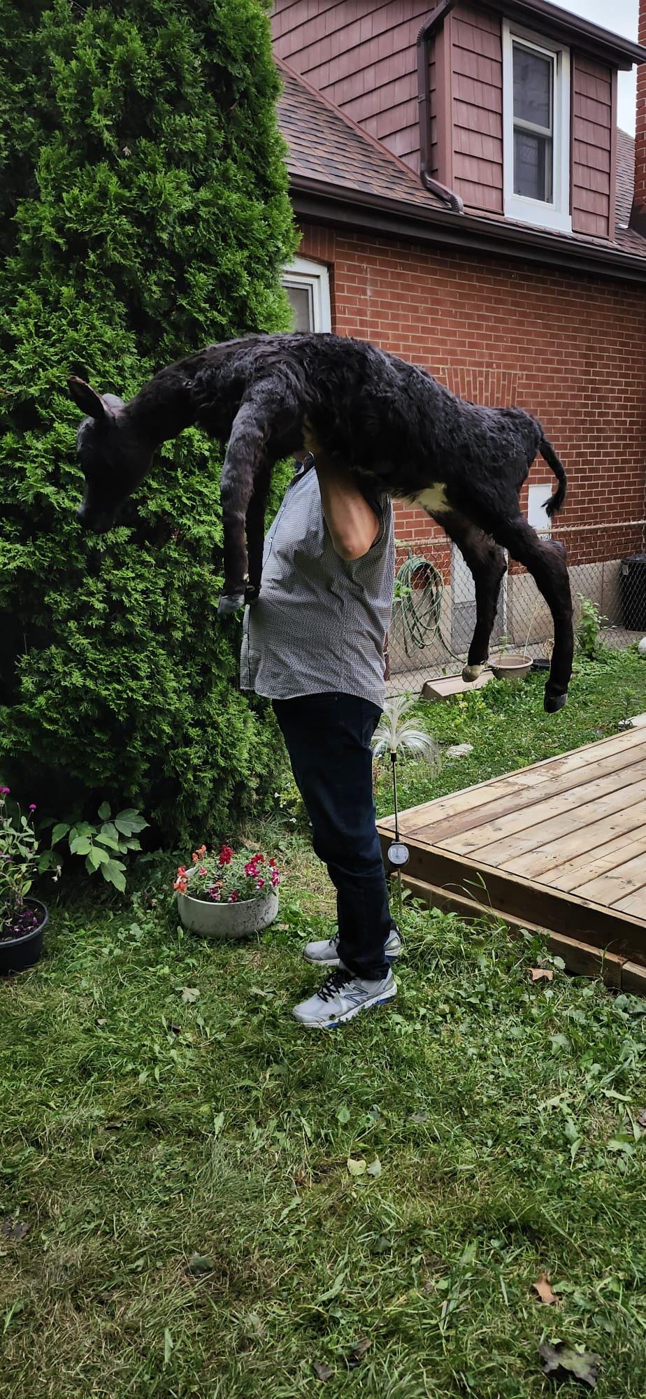 Soft mount black calf taxidermy