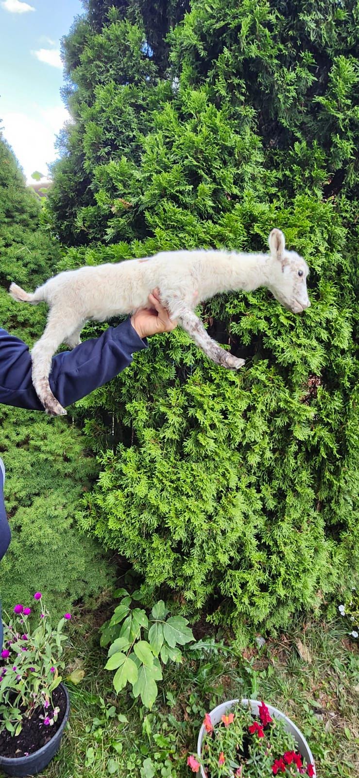 Soft mount baby lamb taxidermy, baby goat taxidermy, ram