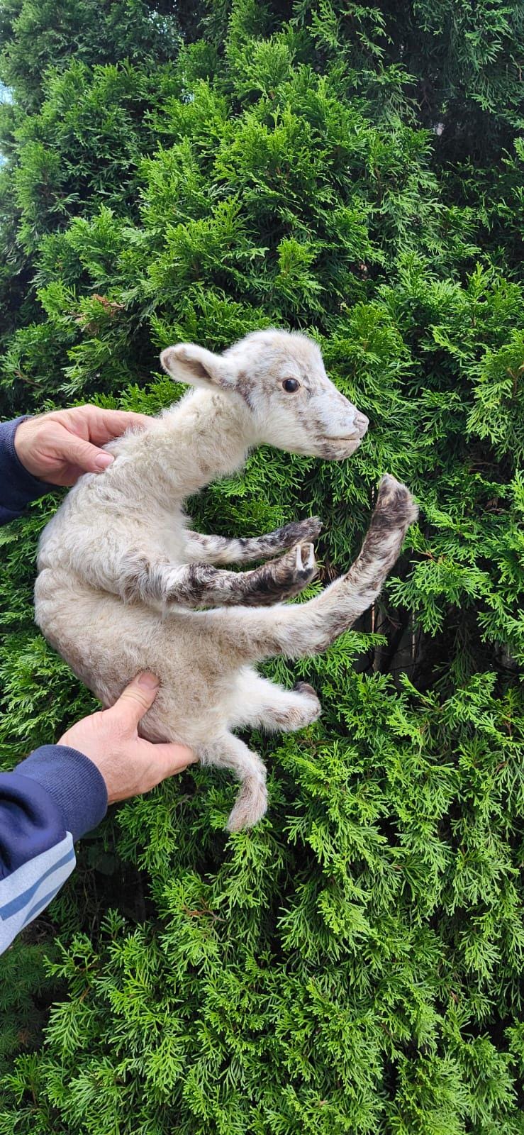 Soft mount baby lamb taxidermy, baby goat taxidermy, ram