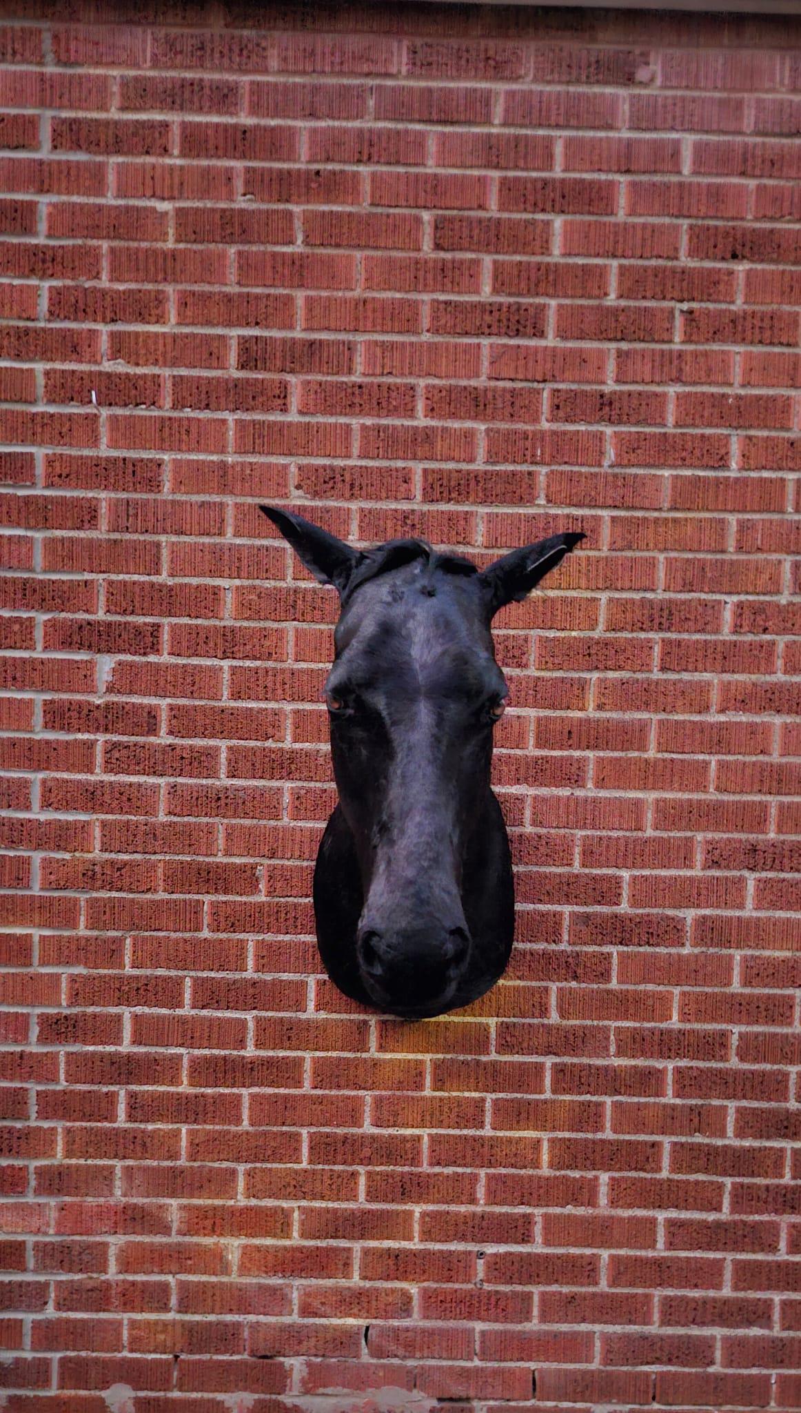 Black shoulder mount horse taxidermy wall mounted