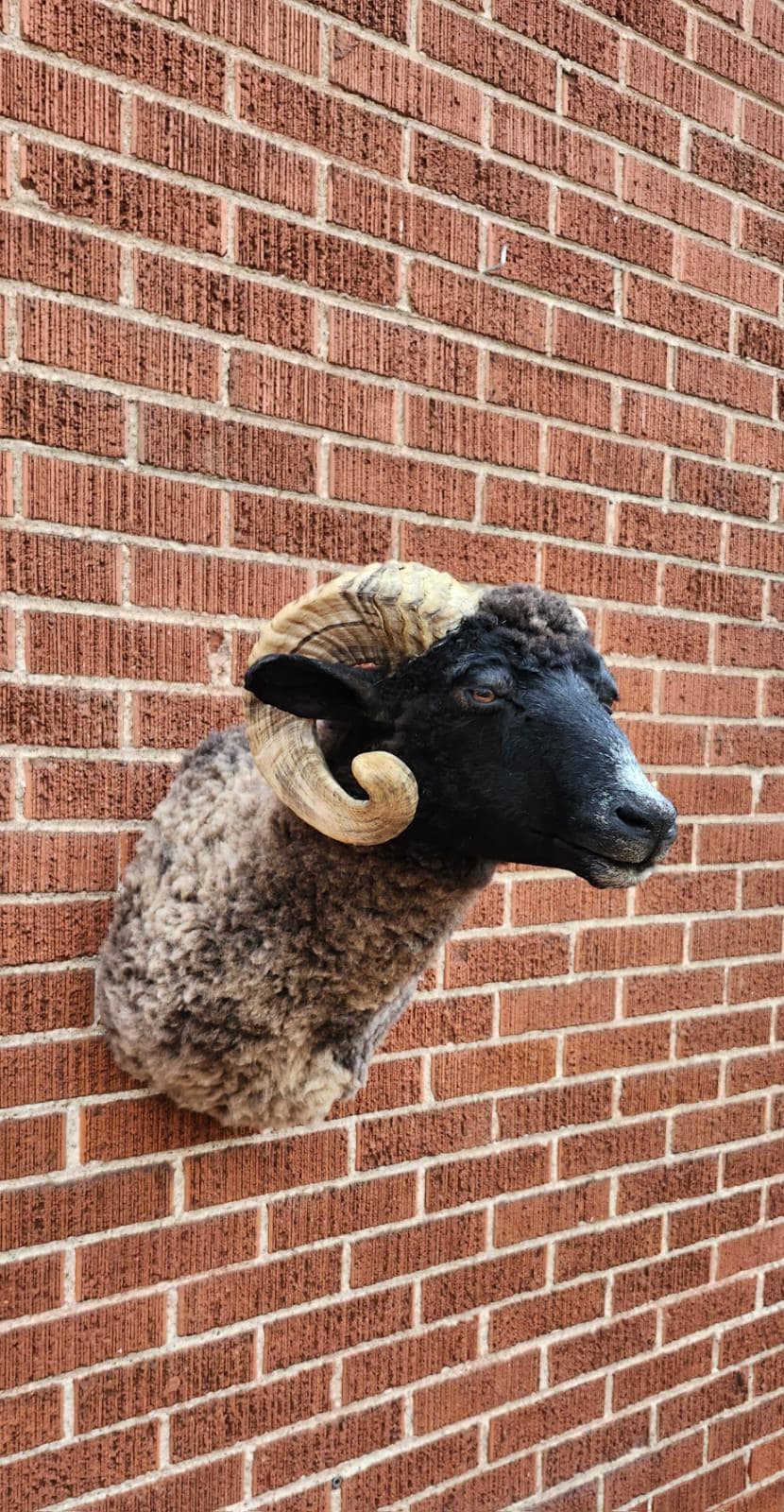 Black shoulder mount ram taxidermy