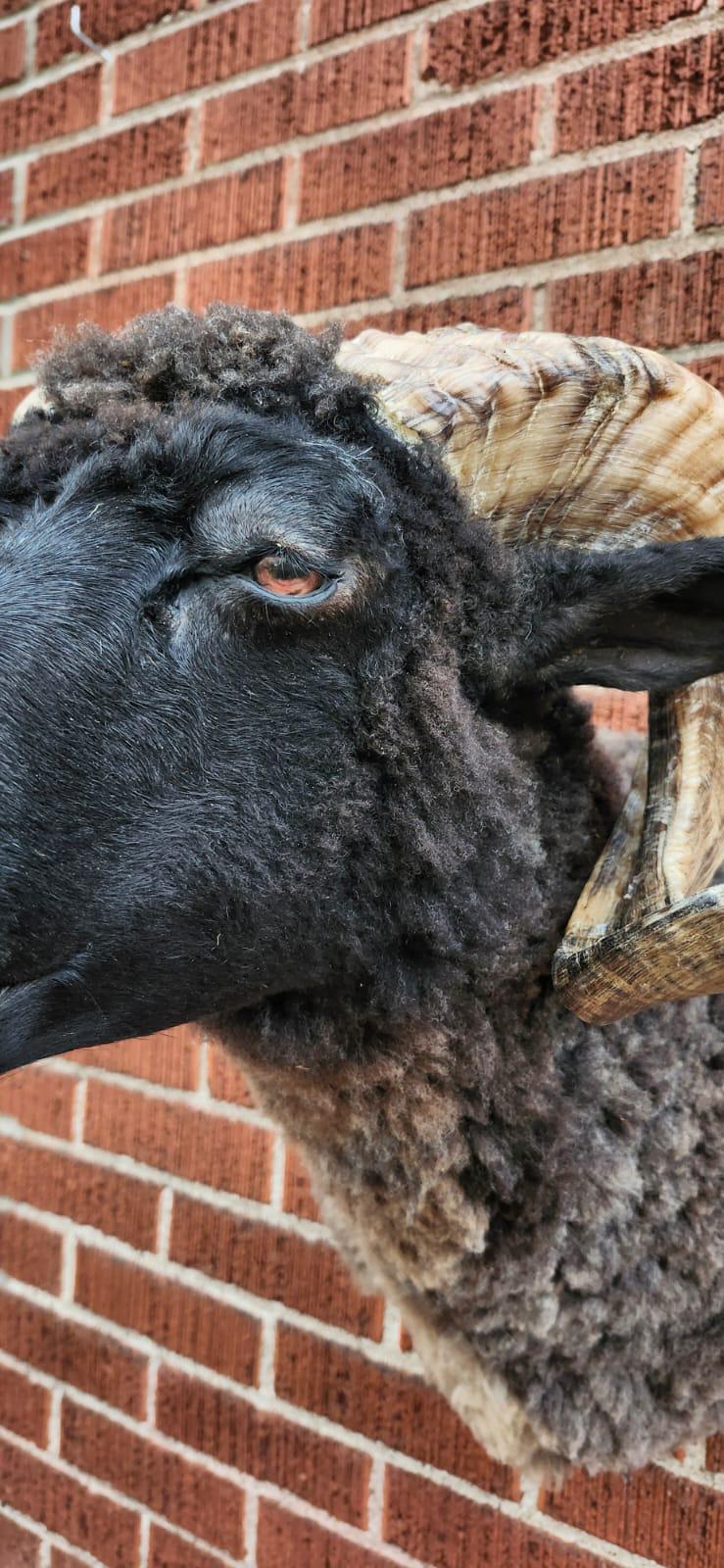Black shoulder mount ram taxidermy