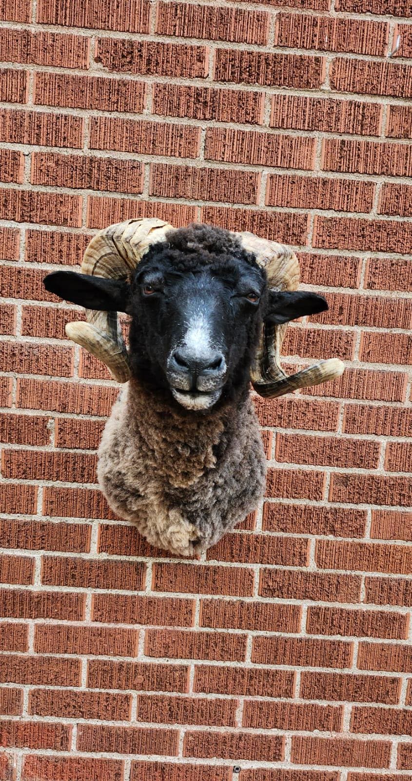 Black shoulder mount ram taxidermy