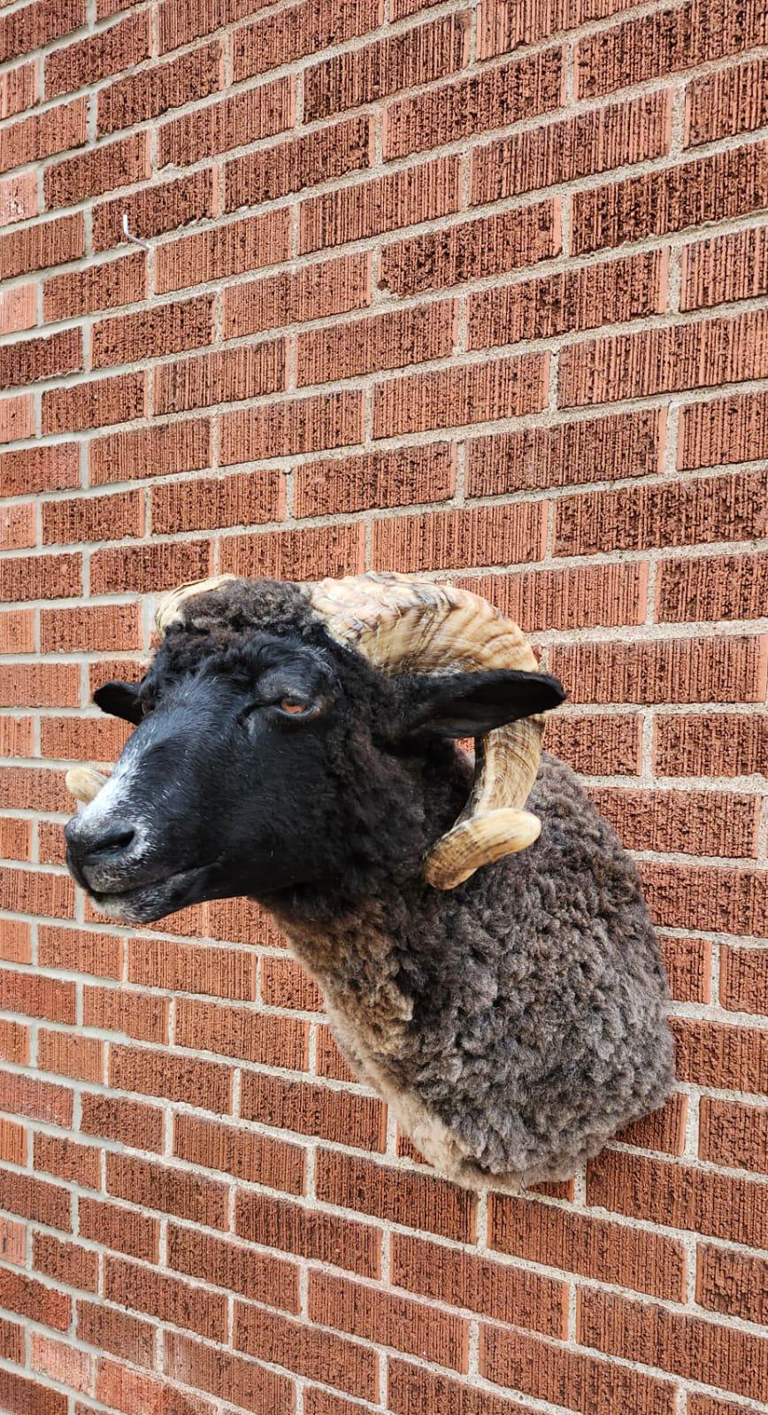Black shoulder mount ram taxidermy