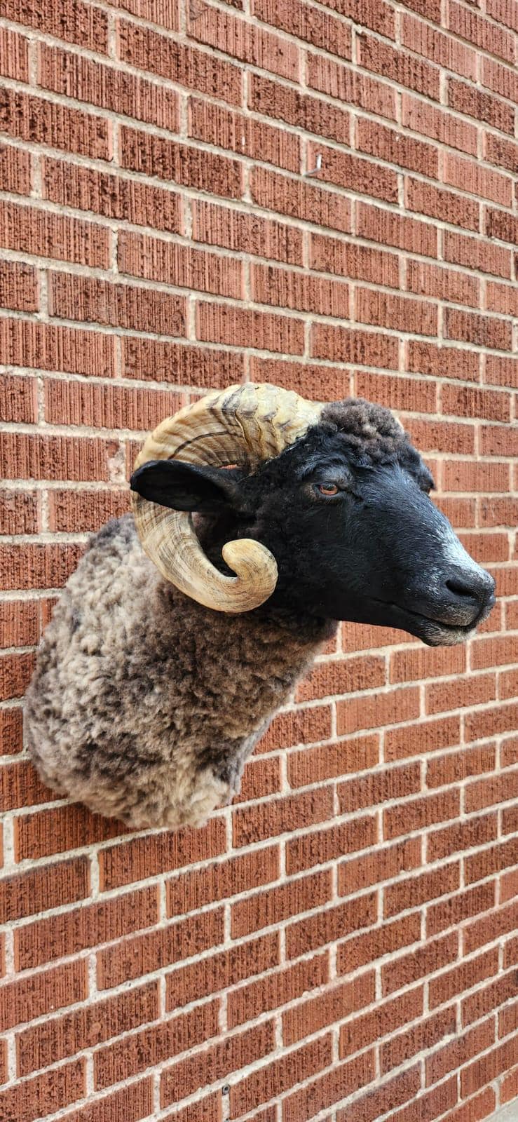 Black shoulder mount ram taxidermy