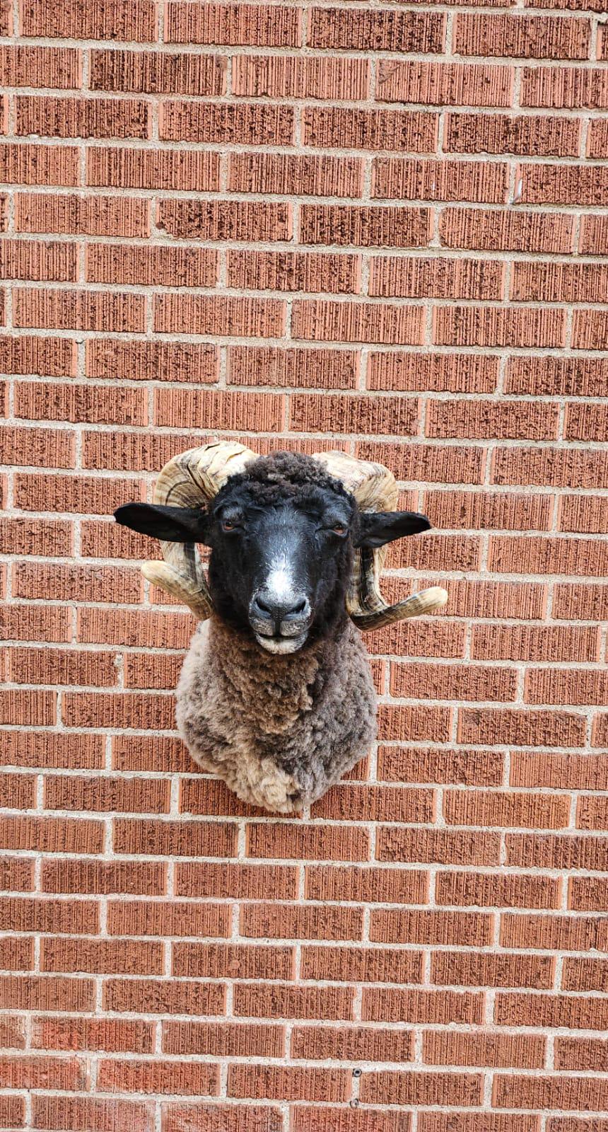 Black shoulder mount ram taxidermy