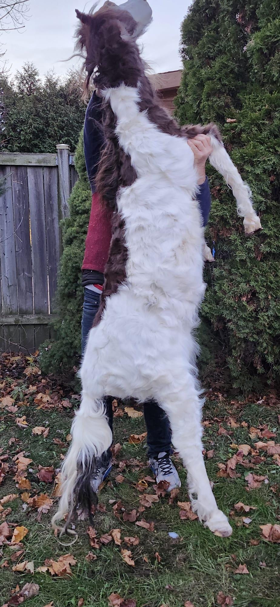 Rare to find soft mount full body horse taxidermy