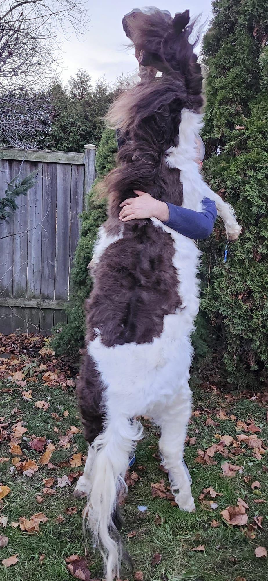 Rare to find soft mount full body horse taxidermy