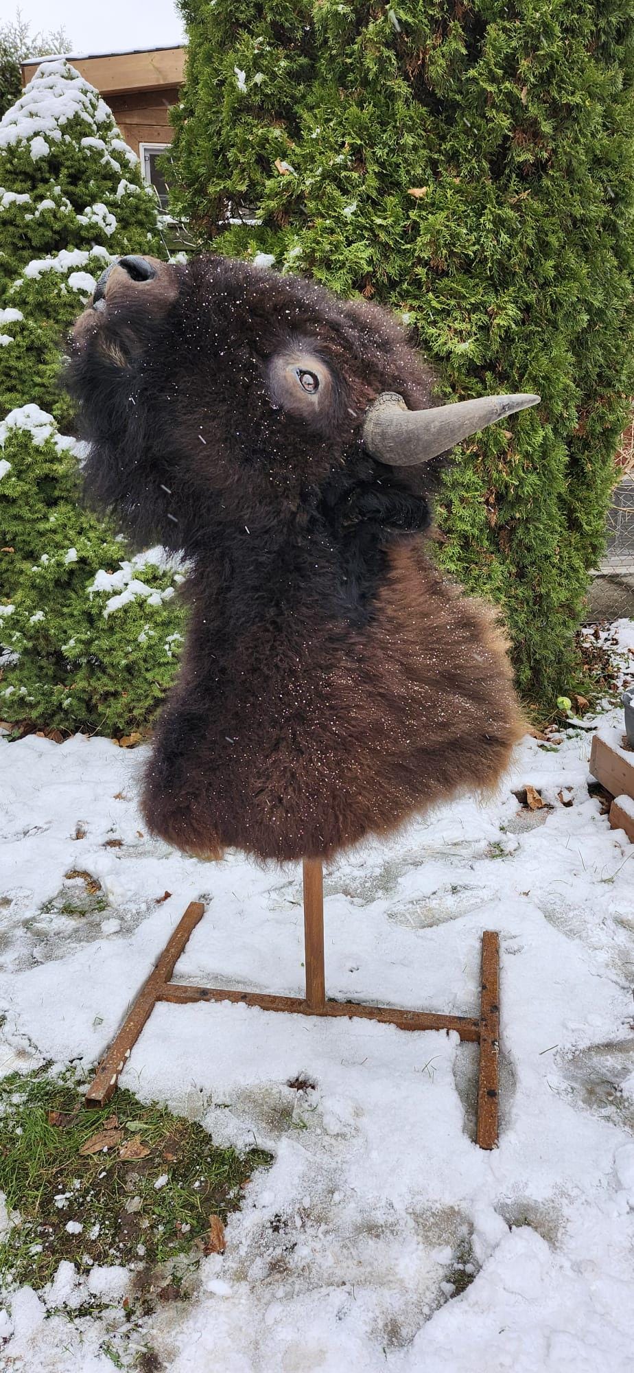 Shoulder mount bison/buffalo taxidermy