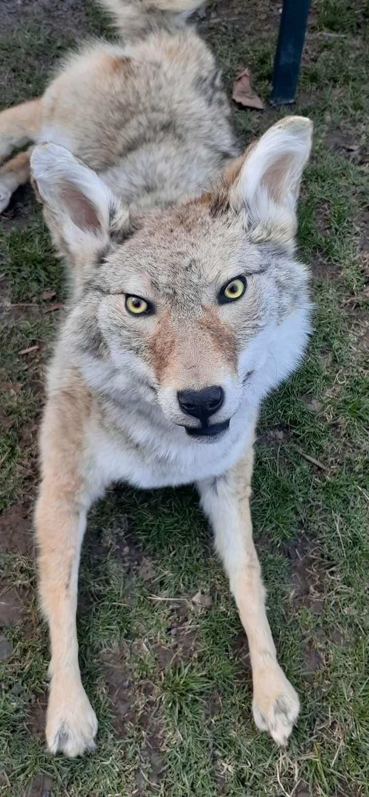 Fully posable soft mount coyote taxidermy