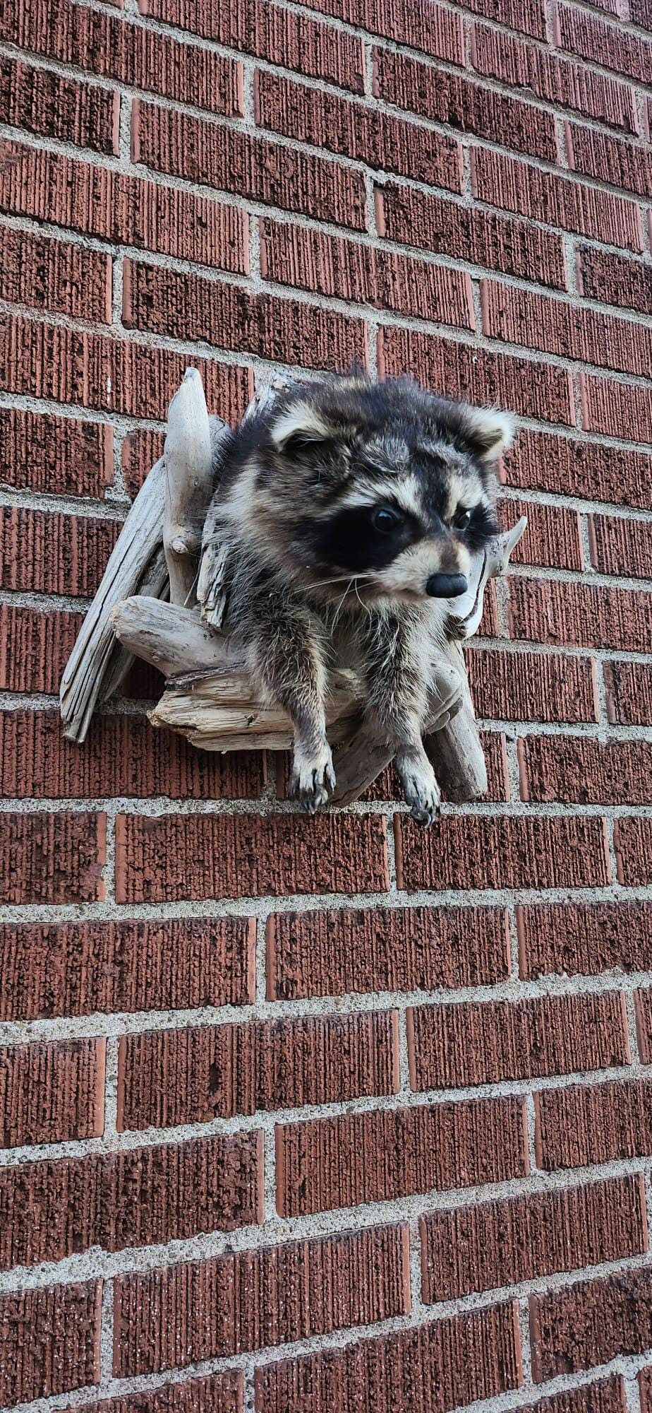 Shoulder mount raccoon taxidermy with posable front feet