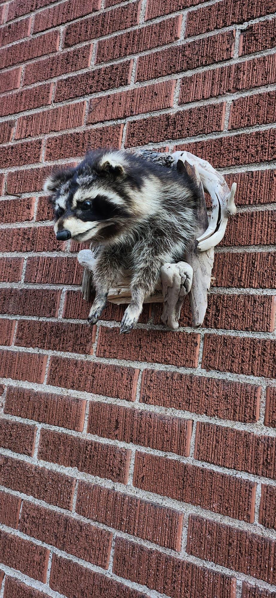 Shoulder mount raccoon taxidermy with posable front feet