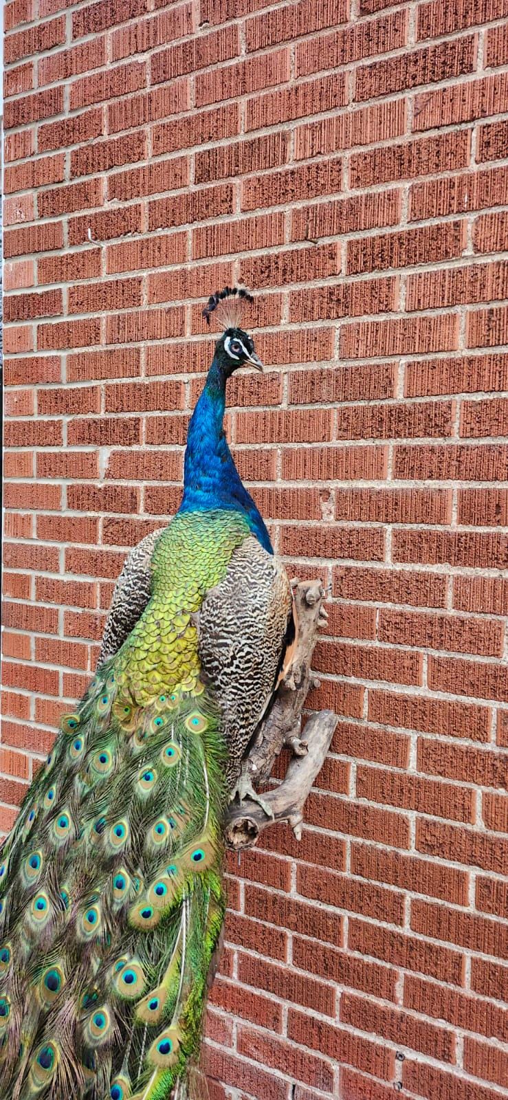 Wall mounted peacock taxidermy