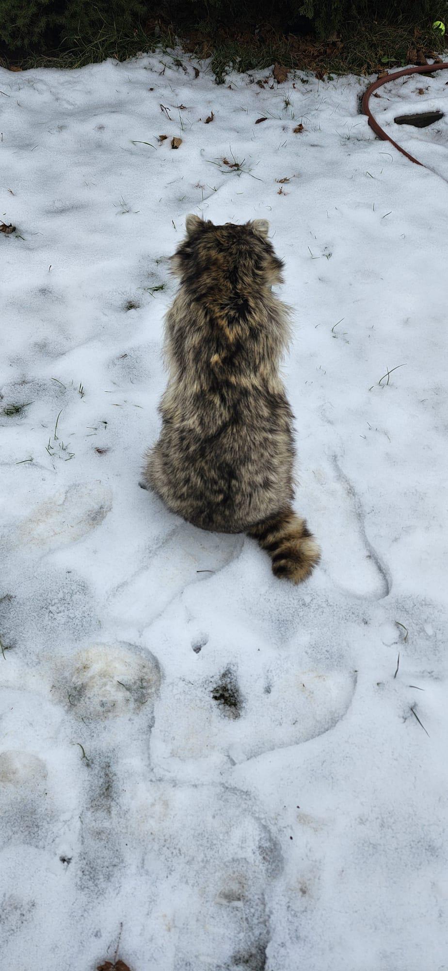 Fully posable soft mount raccoon taxidermy