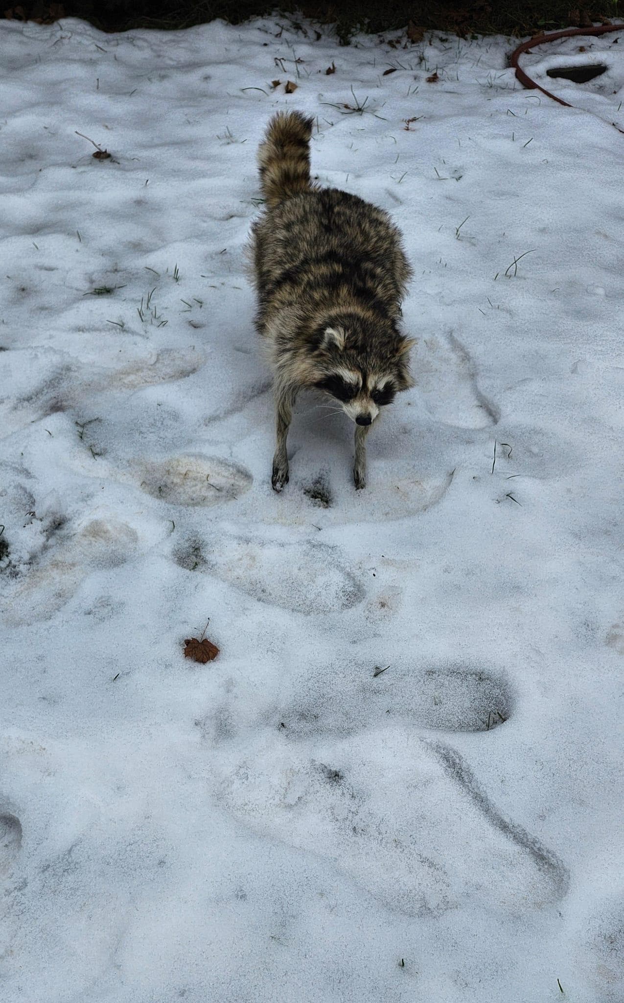 Fully posable soft mount raccoon taxidermy