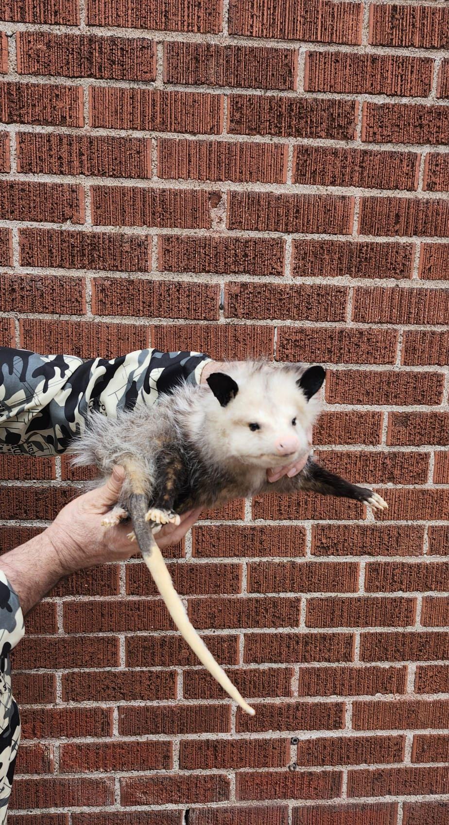 Soft mount Large opossum taxidermy
