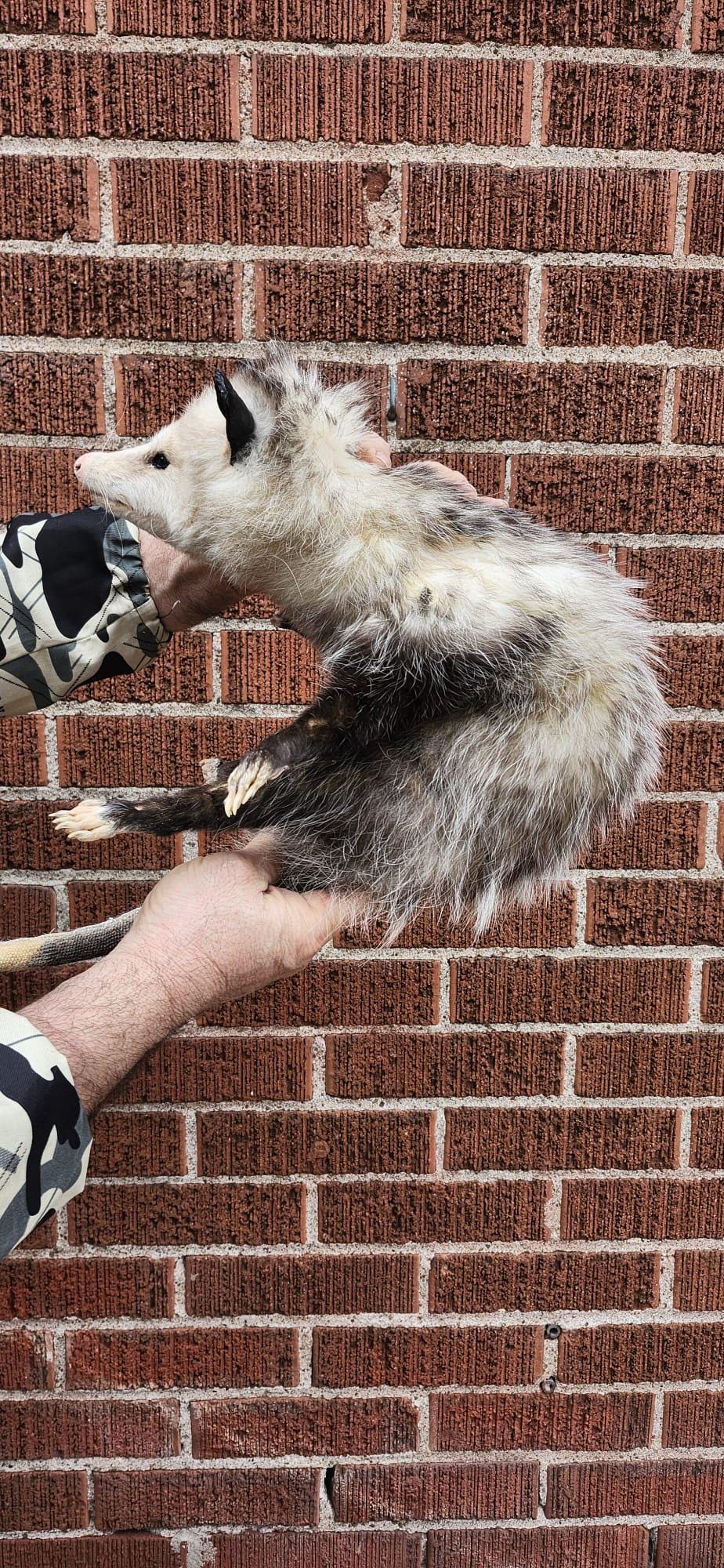 Soft mount Large opossum taxidermy