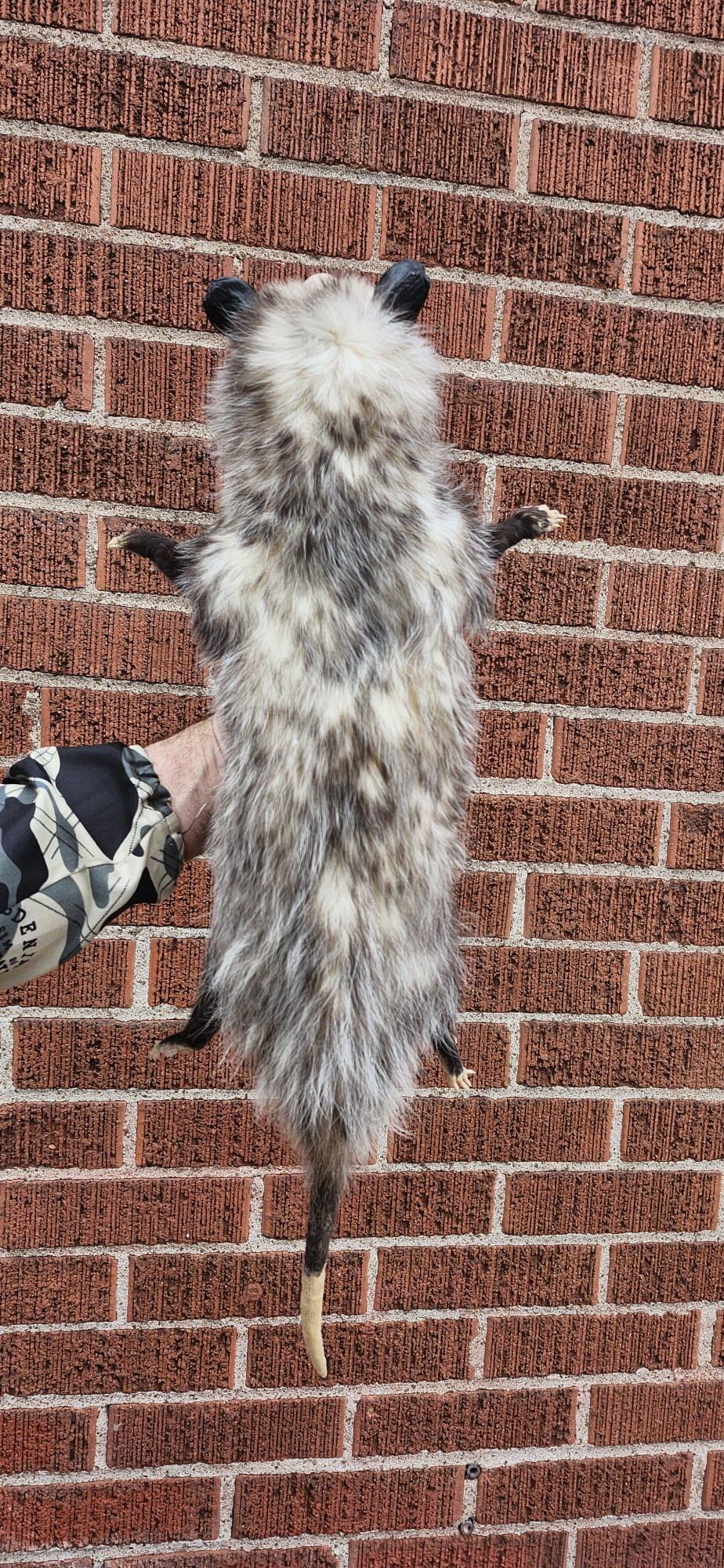 Soft mount Large opossum taxidermy
