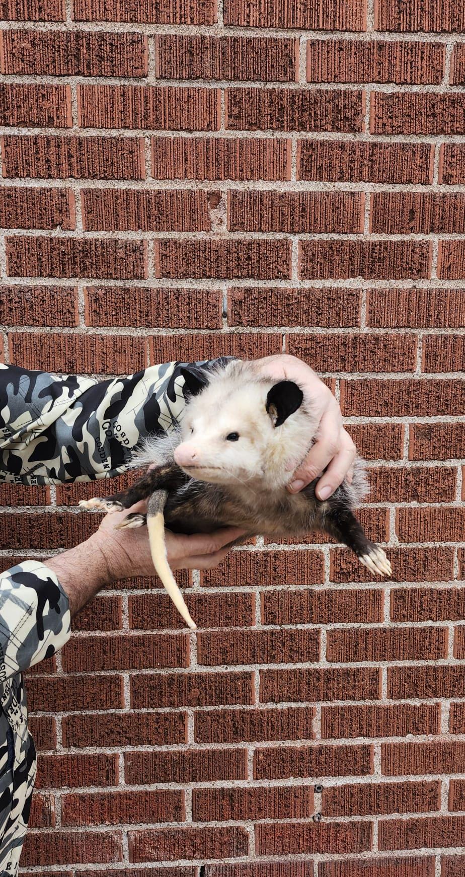 Soft mount Large opossum taxidermy