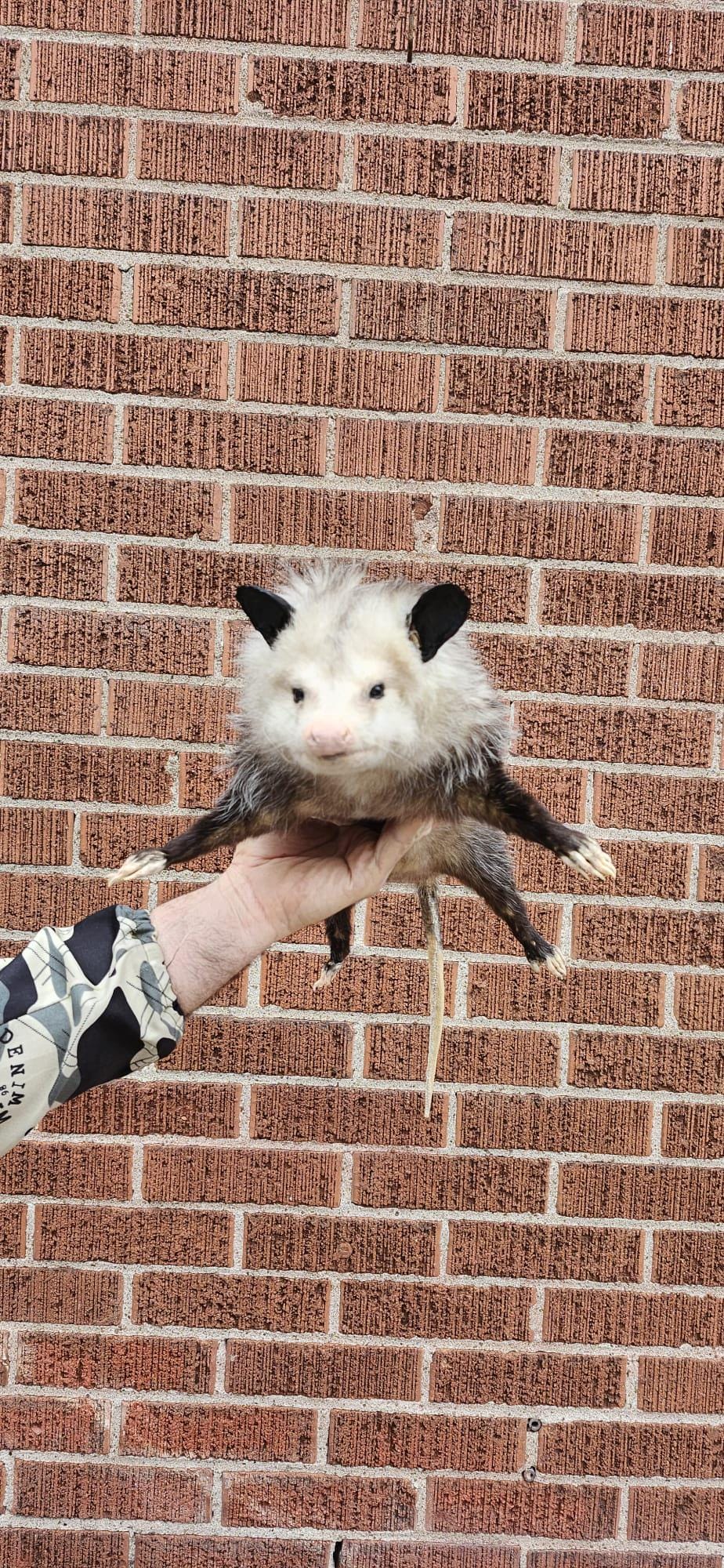 Soft mount Large opossum taxidermy