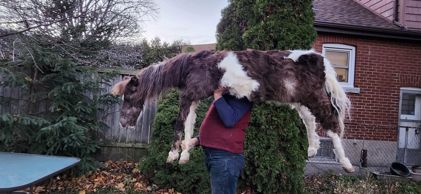 Rare to find soft mount full body horse taxidermy