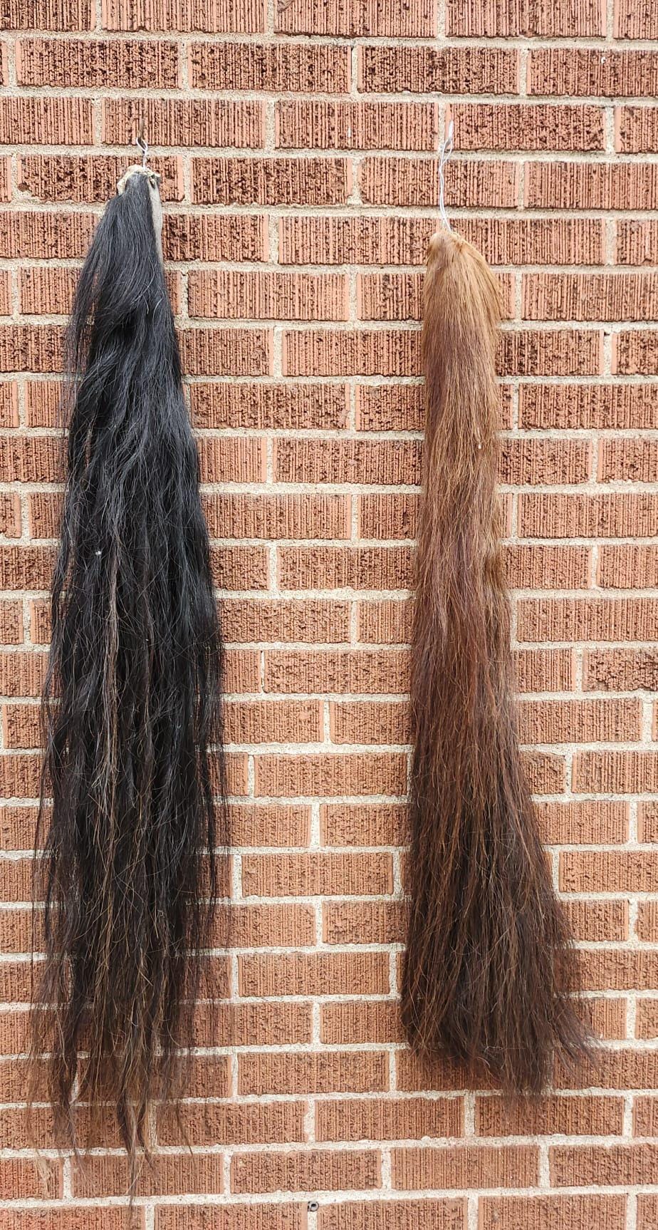 Horse tail taxidermy